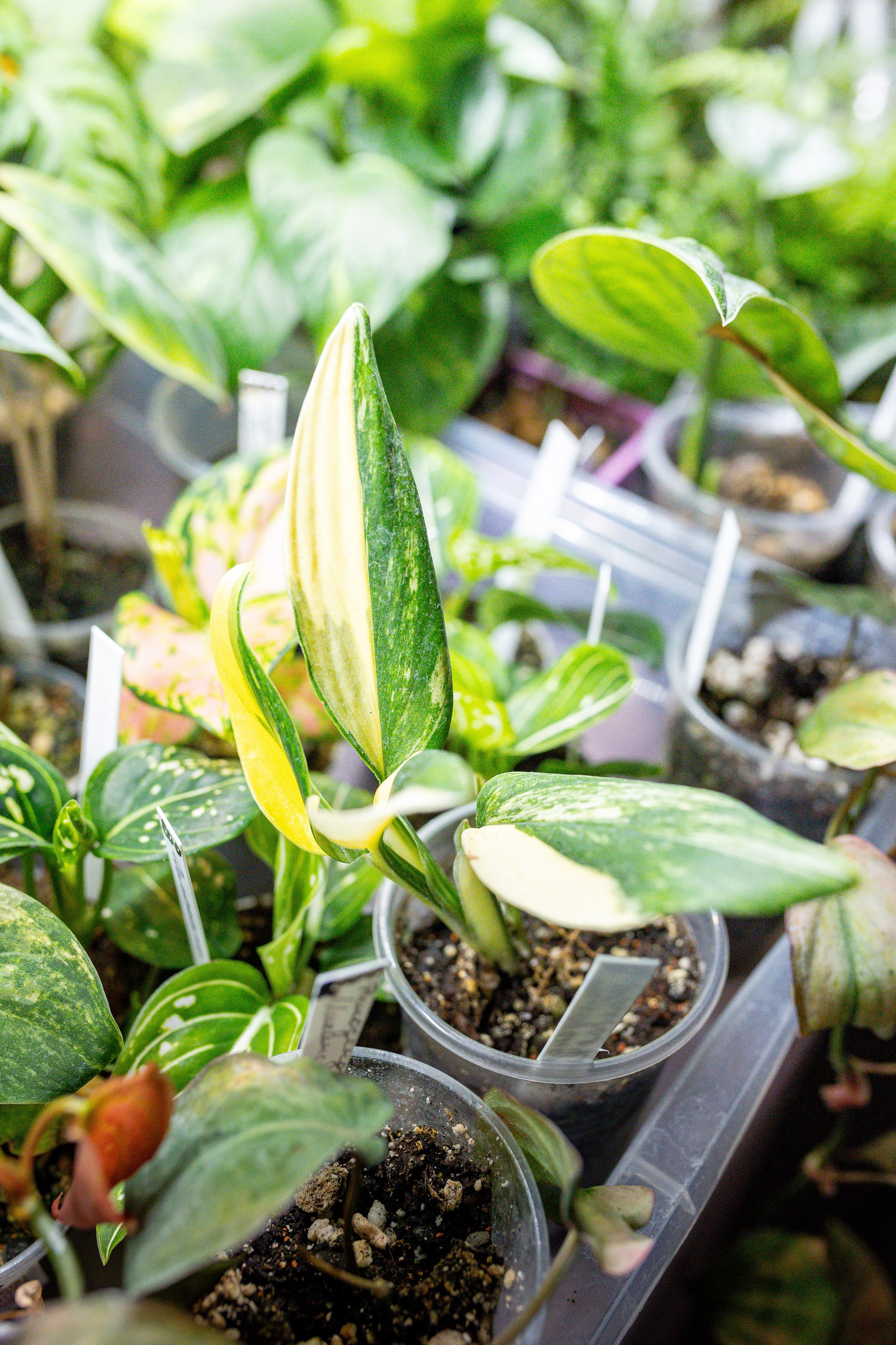 Growbox 5лет. Александра Куликова фотограф, Москва