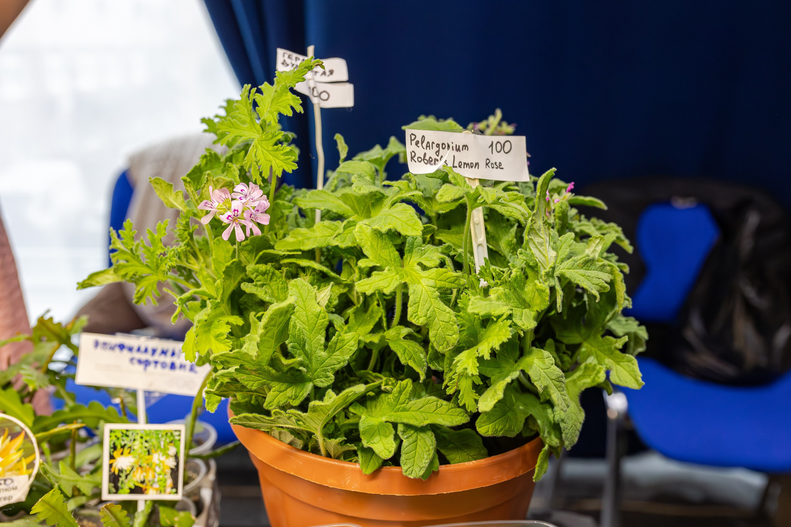 Монстериум апрель 2026. Александра Куликова фотограф, Москва