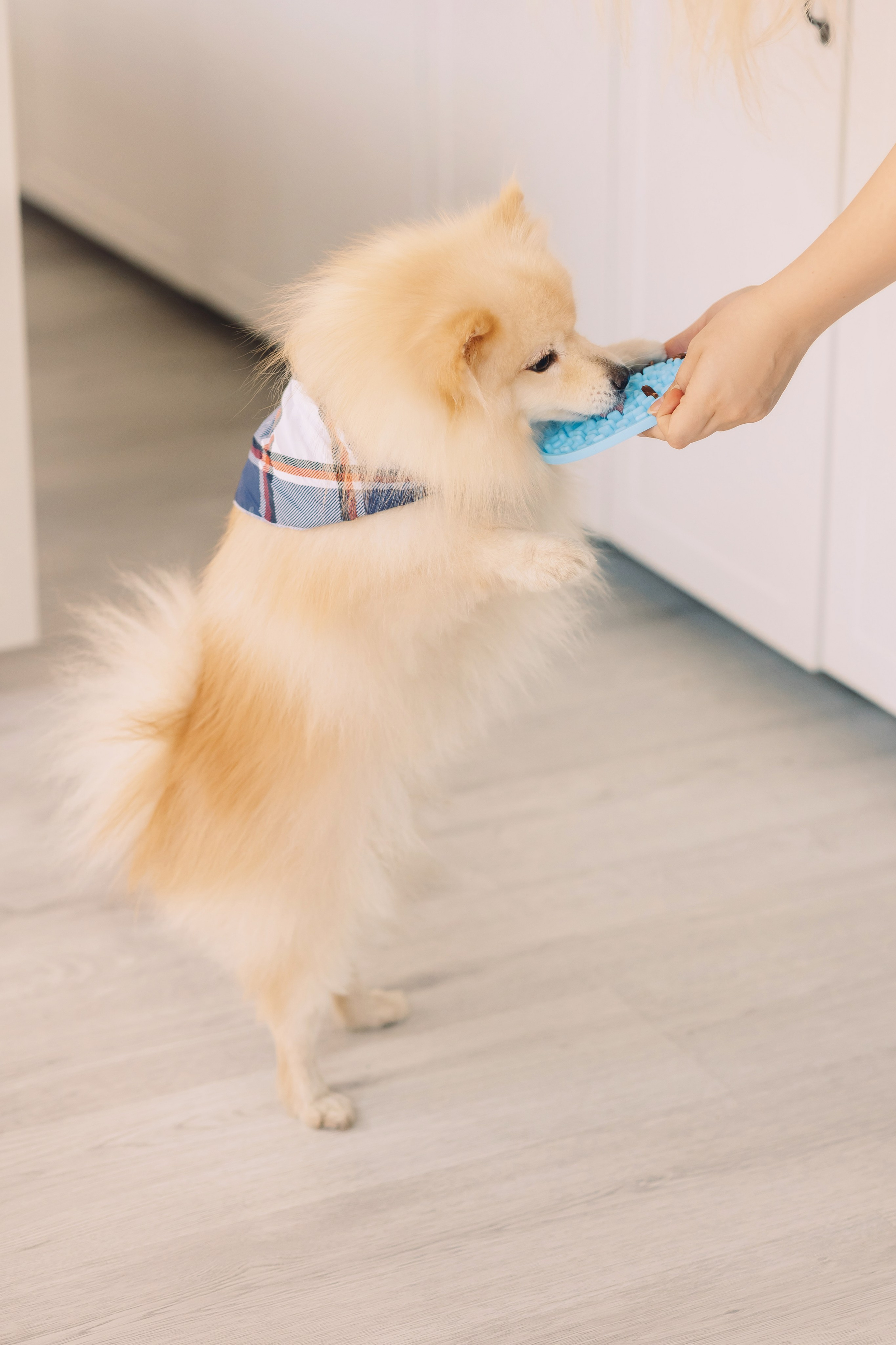 Магазин Friend of mine. Фотограф-анималист Елена Радченко, Москва