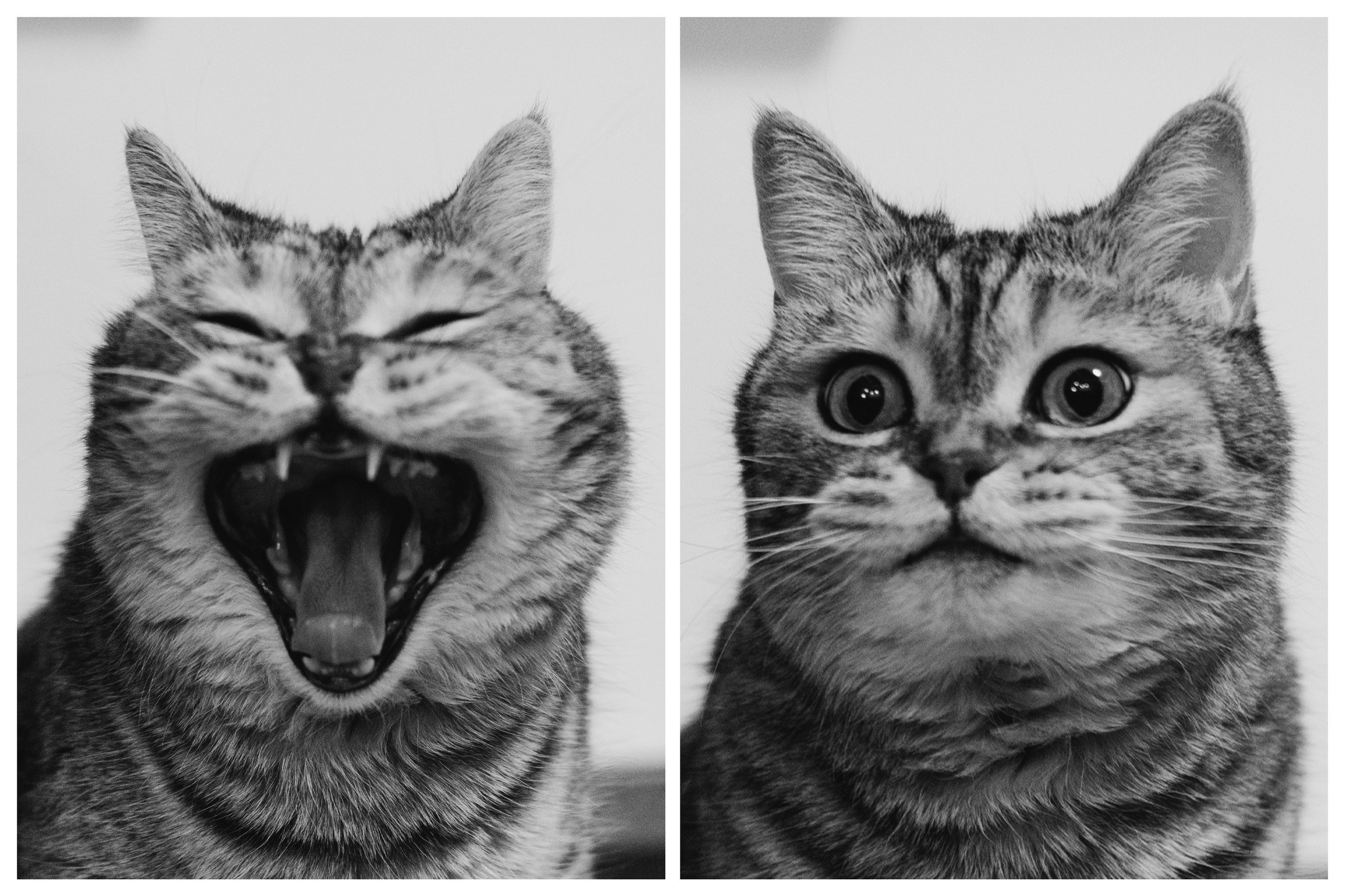 Кошки. Фотограф Александр Тихонов