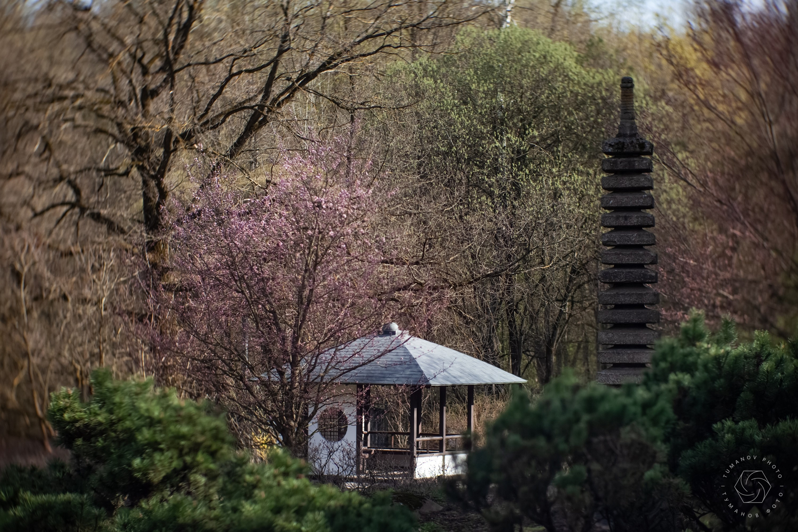 Первые дни ханами в Японском саду, который находится в Ботаническом саду им. Н. В. Цицина. Туманов Виталий — фотограф Москва
