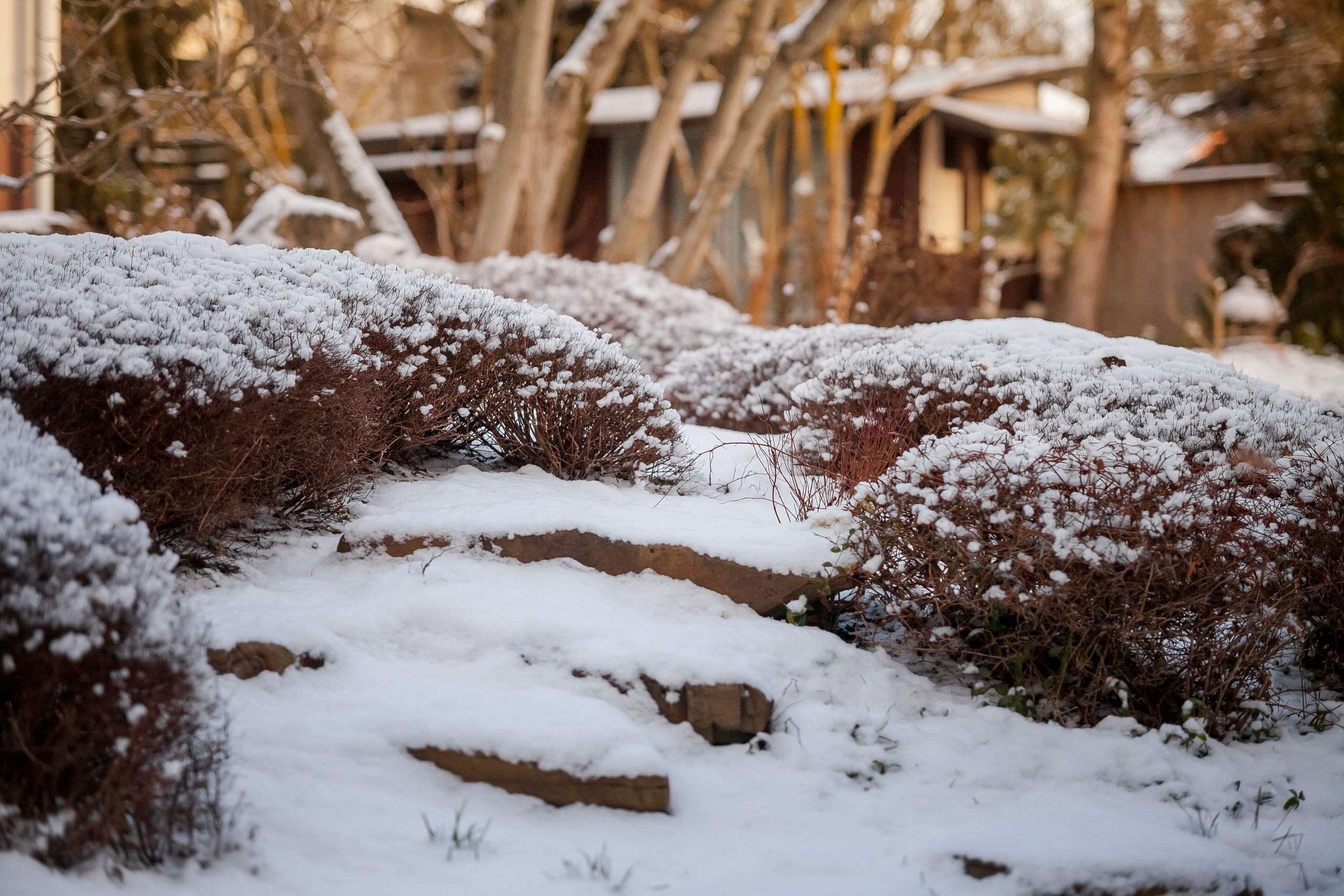 Спящий сад, Елены Асташкиной. Туманов Виталий — фотограф Москва