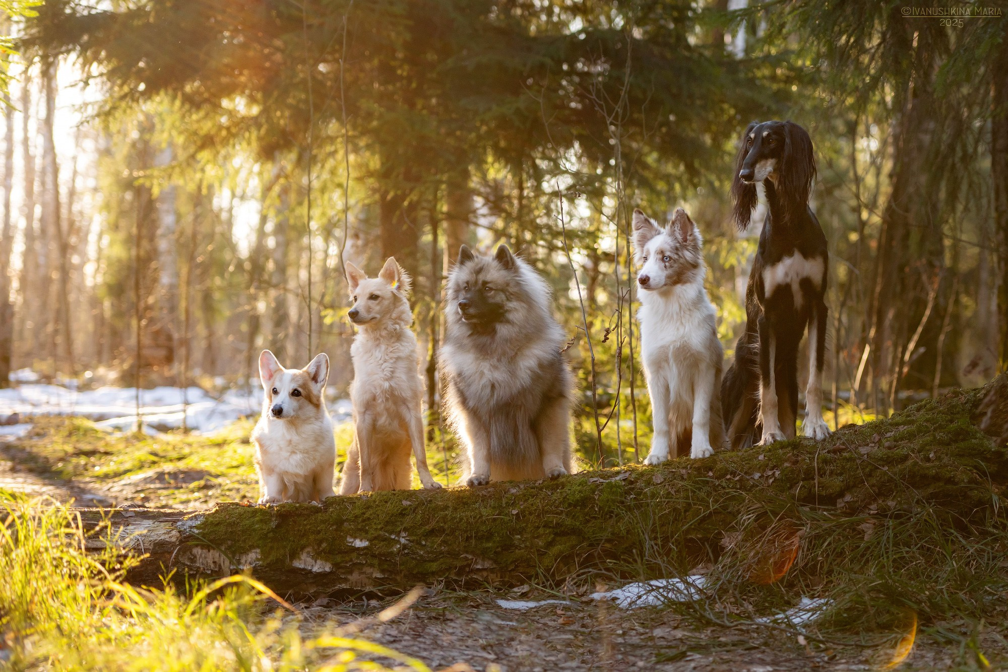 Фотограф-анималист. Фотограф собак в Москве и Московской области Иванушкина Мария