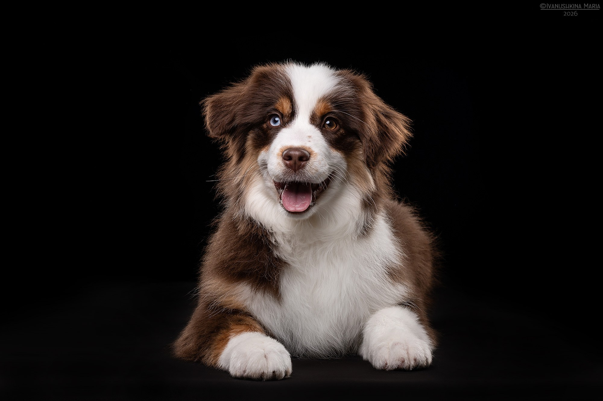 Фотосессия собаки в студии. Фотограф собак в Москве и Московской области Иванушкина Мария