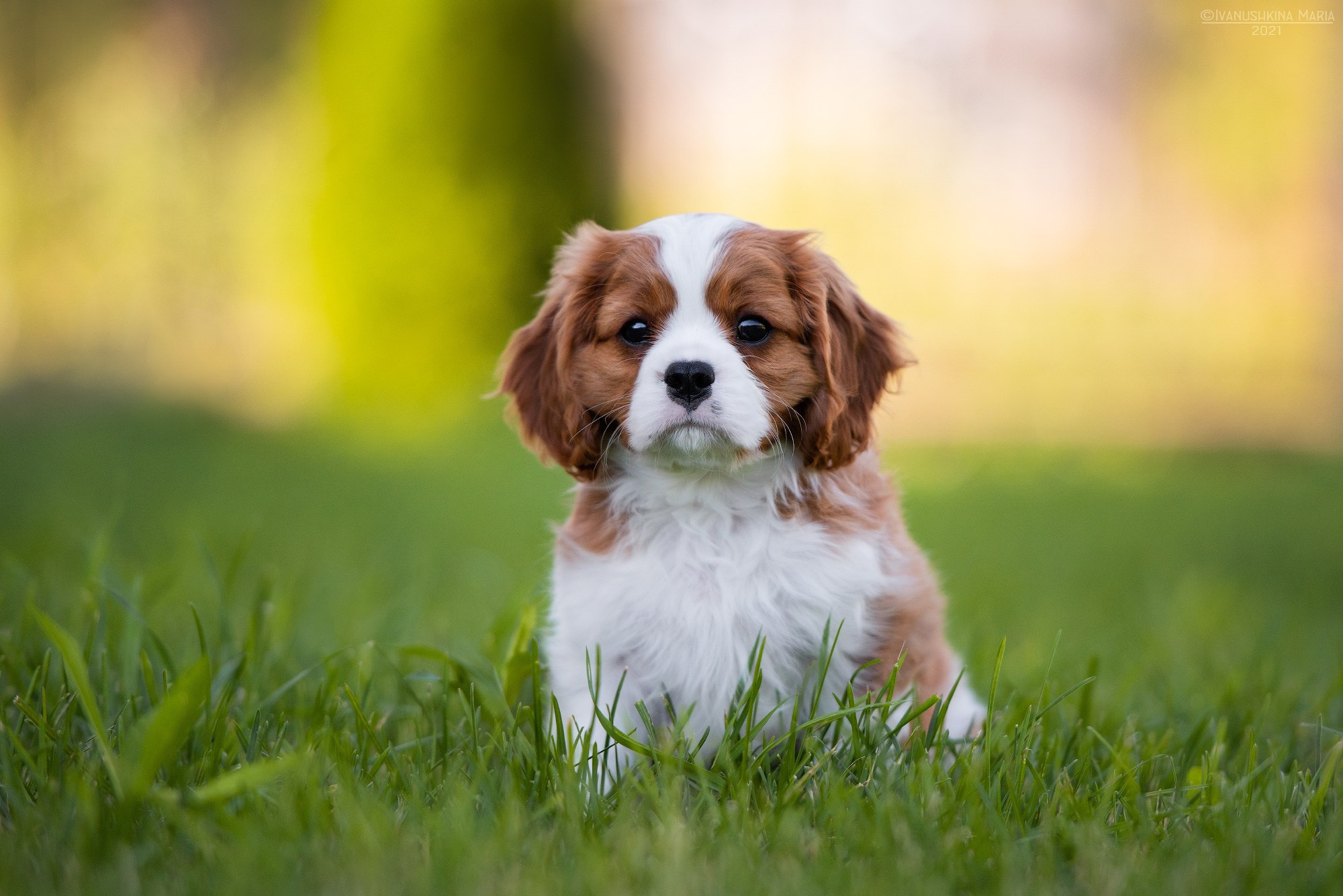 Фотосессия щенков на продажу. Фотограф собак в Москве и Московской области Иванушкина Мария