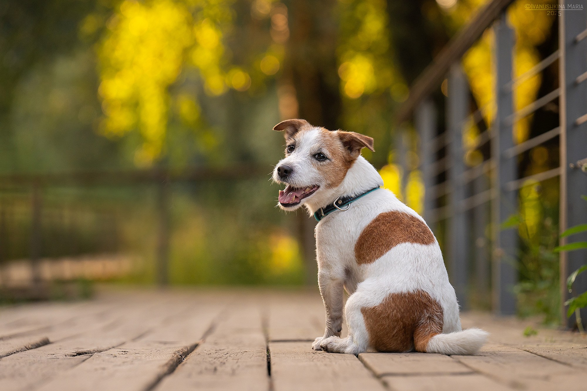 Фотограф-анималист. Фотограф собак в Москве и Московской области Иванушкина Мария