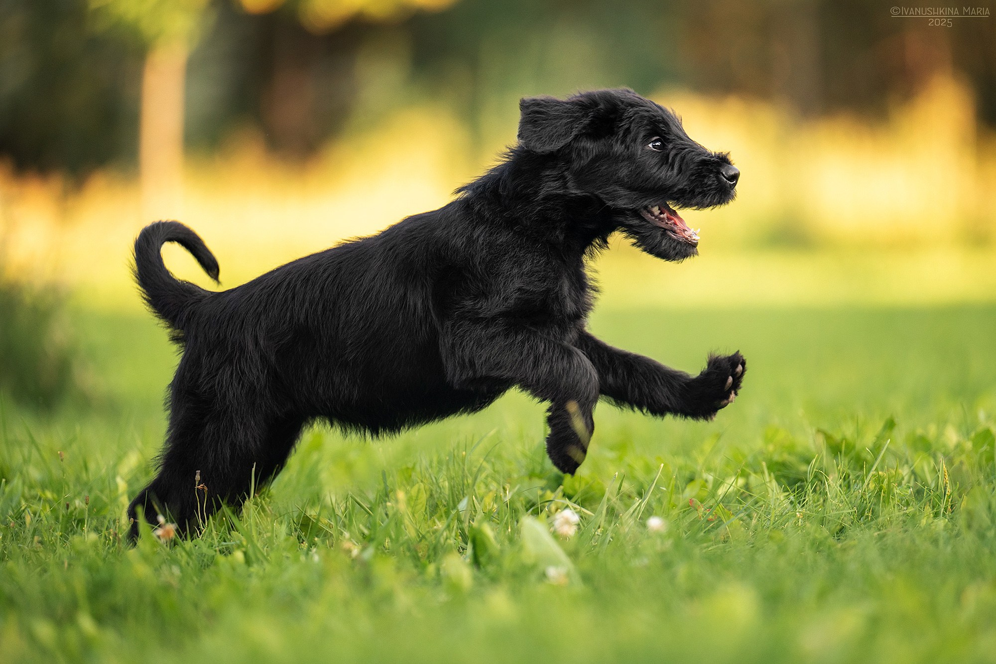 Фотосессия щенков на продажу. Фотограф собак в Москве и Московской области Иванушкина Мария