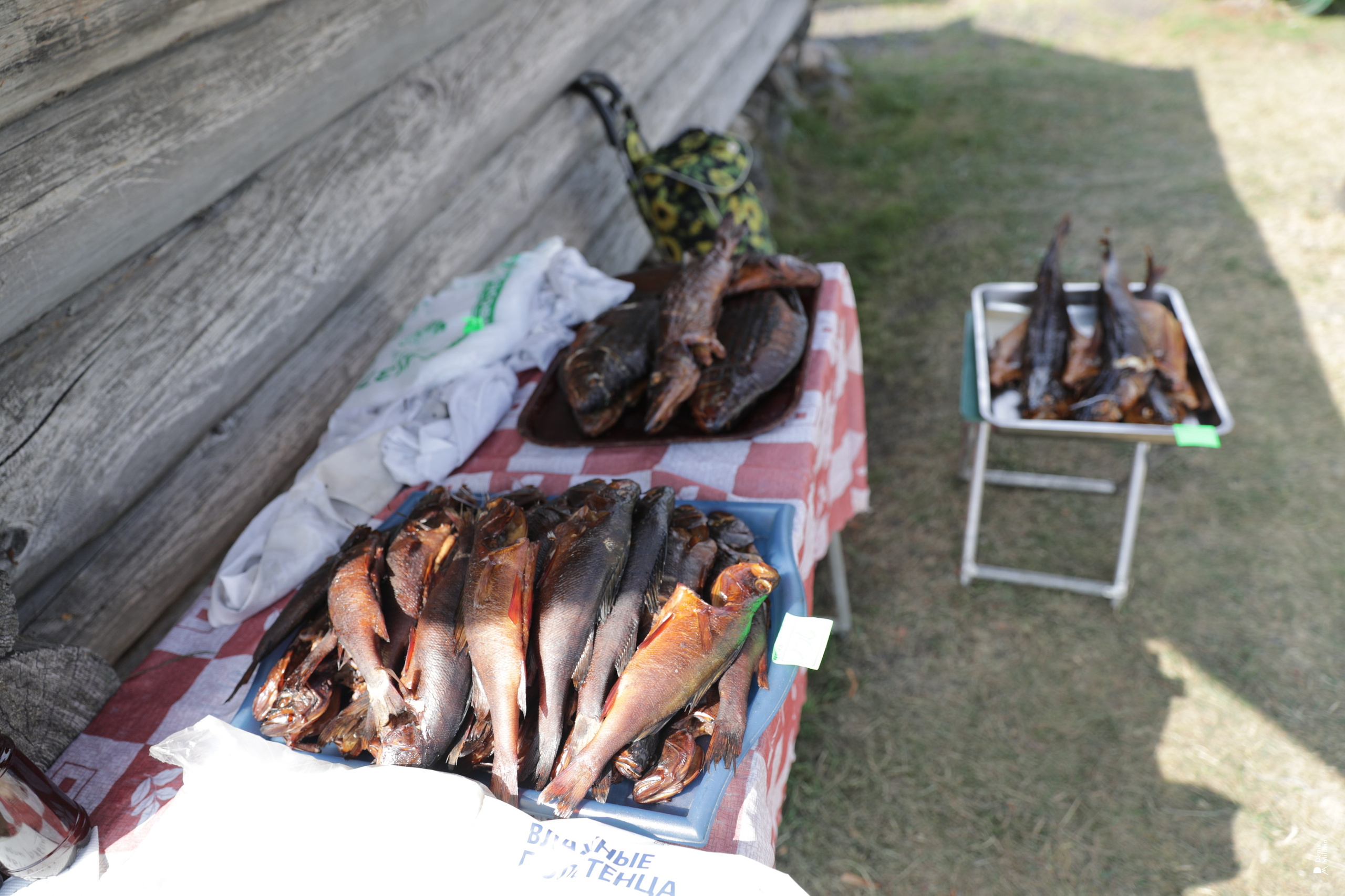 Кижская регата 2025. Портретный фотограф Денис Милютин