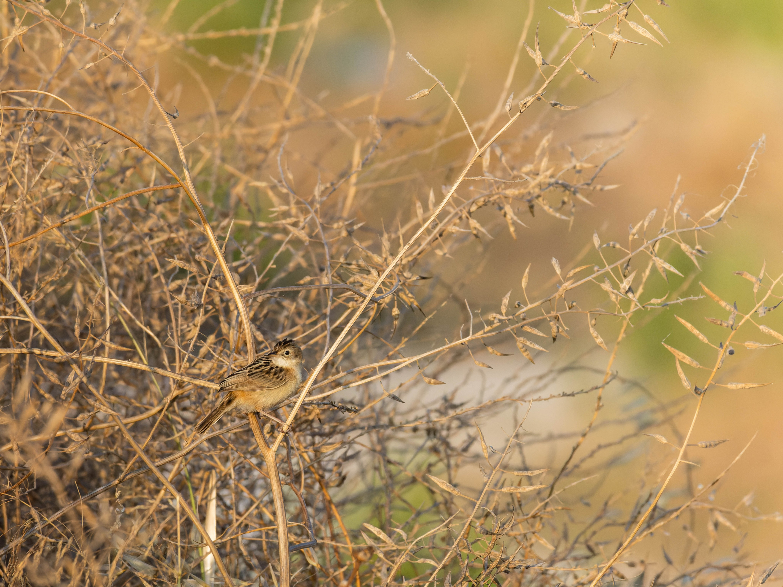 Cyprus 2023. Anton Chernov | Wildlife photographer