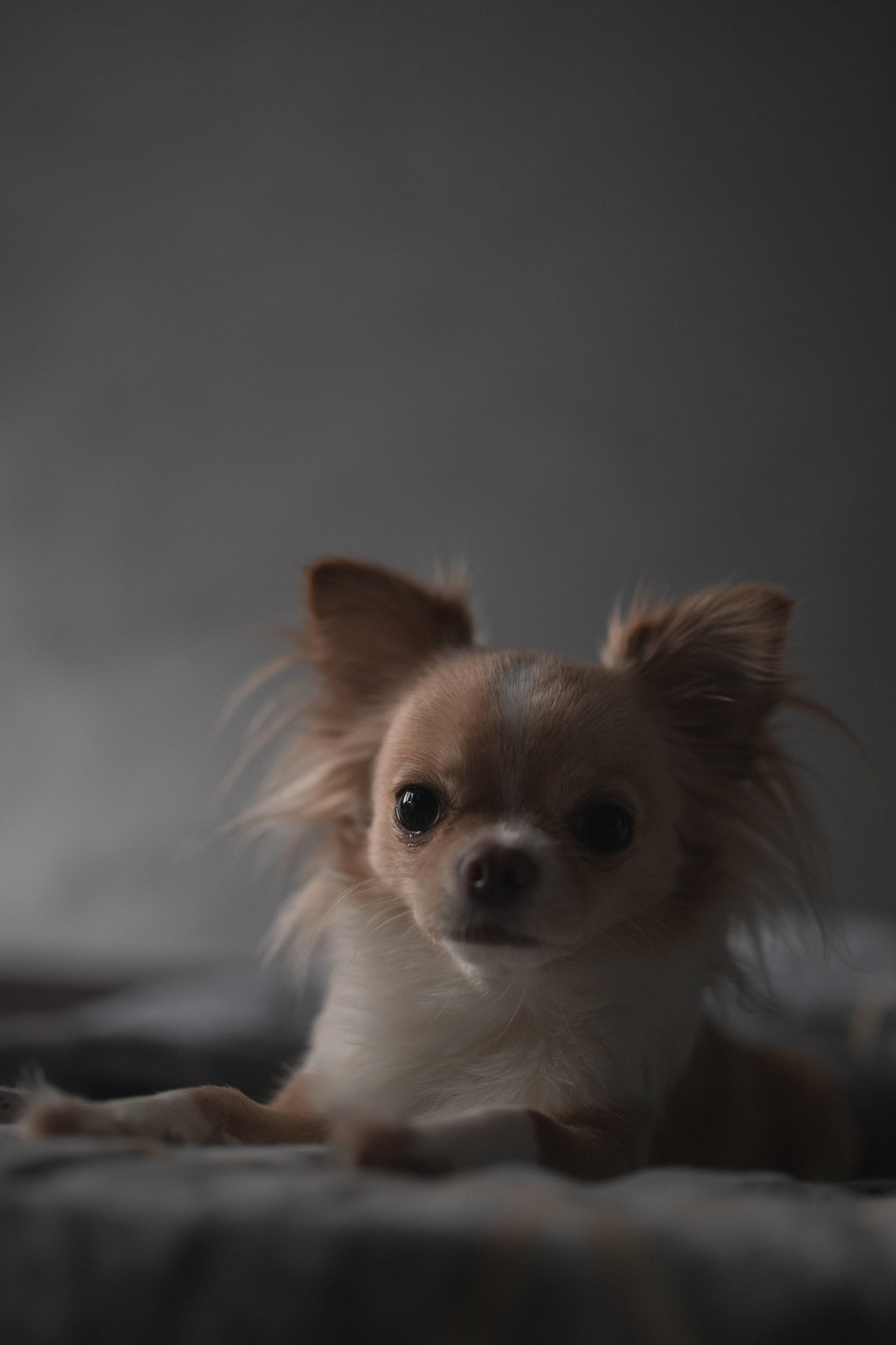 Мася: домашняя история. Портретный и репортажный фотограф в Воронеже: Анастасия Пузикова