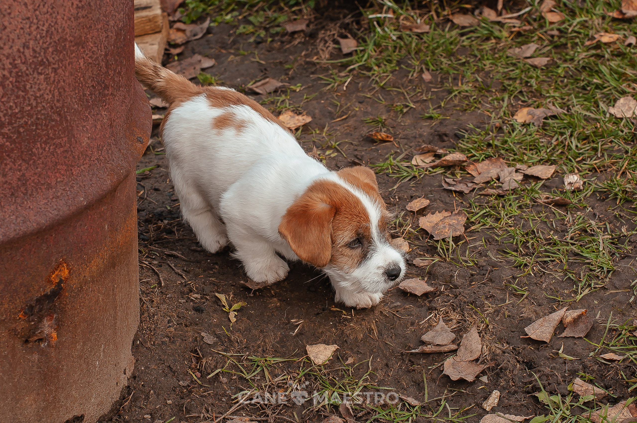 КобZ_3_брыж-27_08_25. КАНЕ МАЭСТРО — питомник Джек рассел терьеров