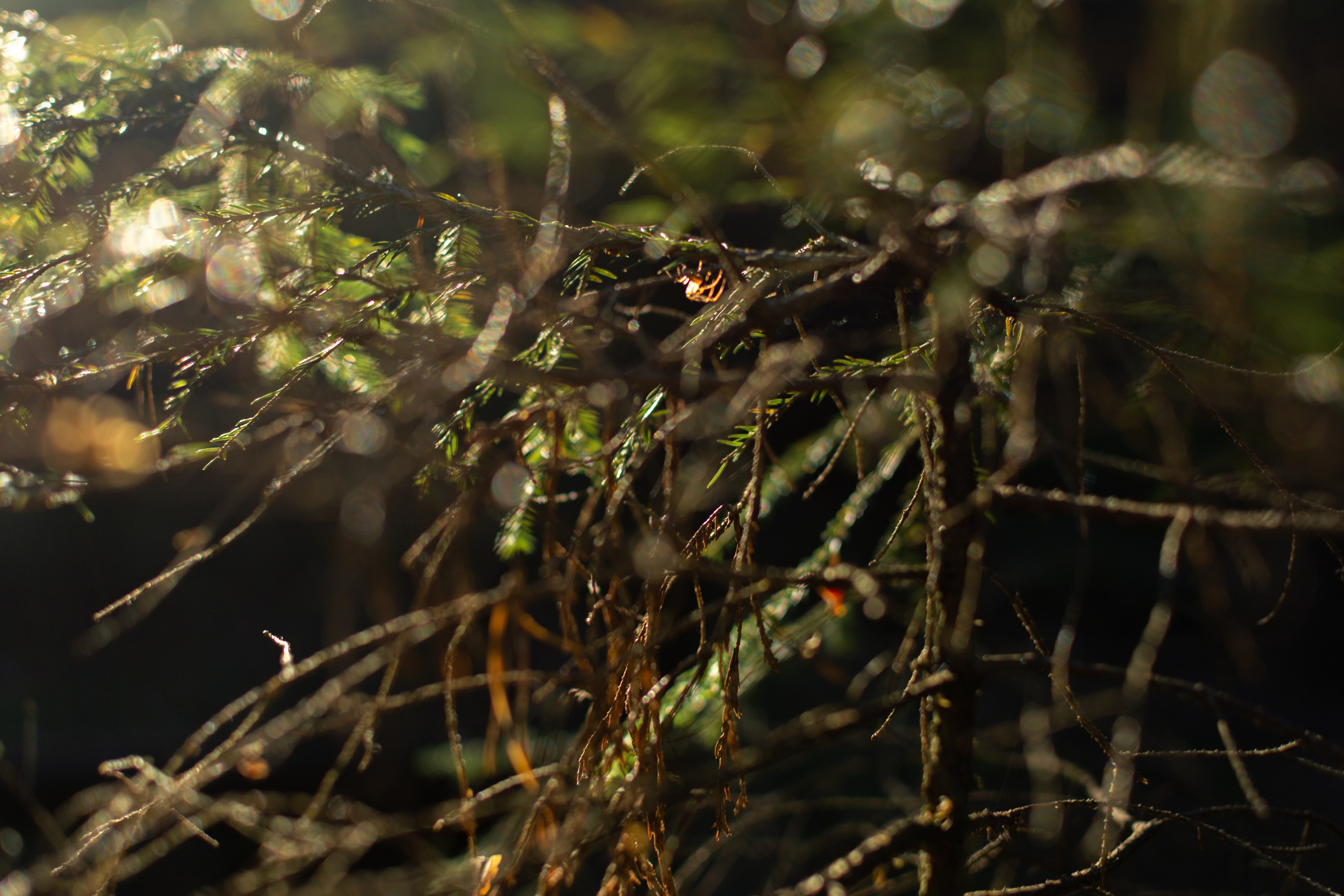 Портретный и репортажный Фотограф в Москве Александра Комарницкая