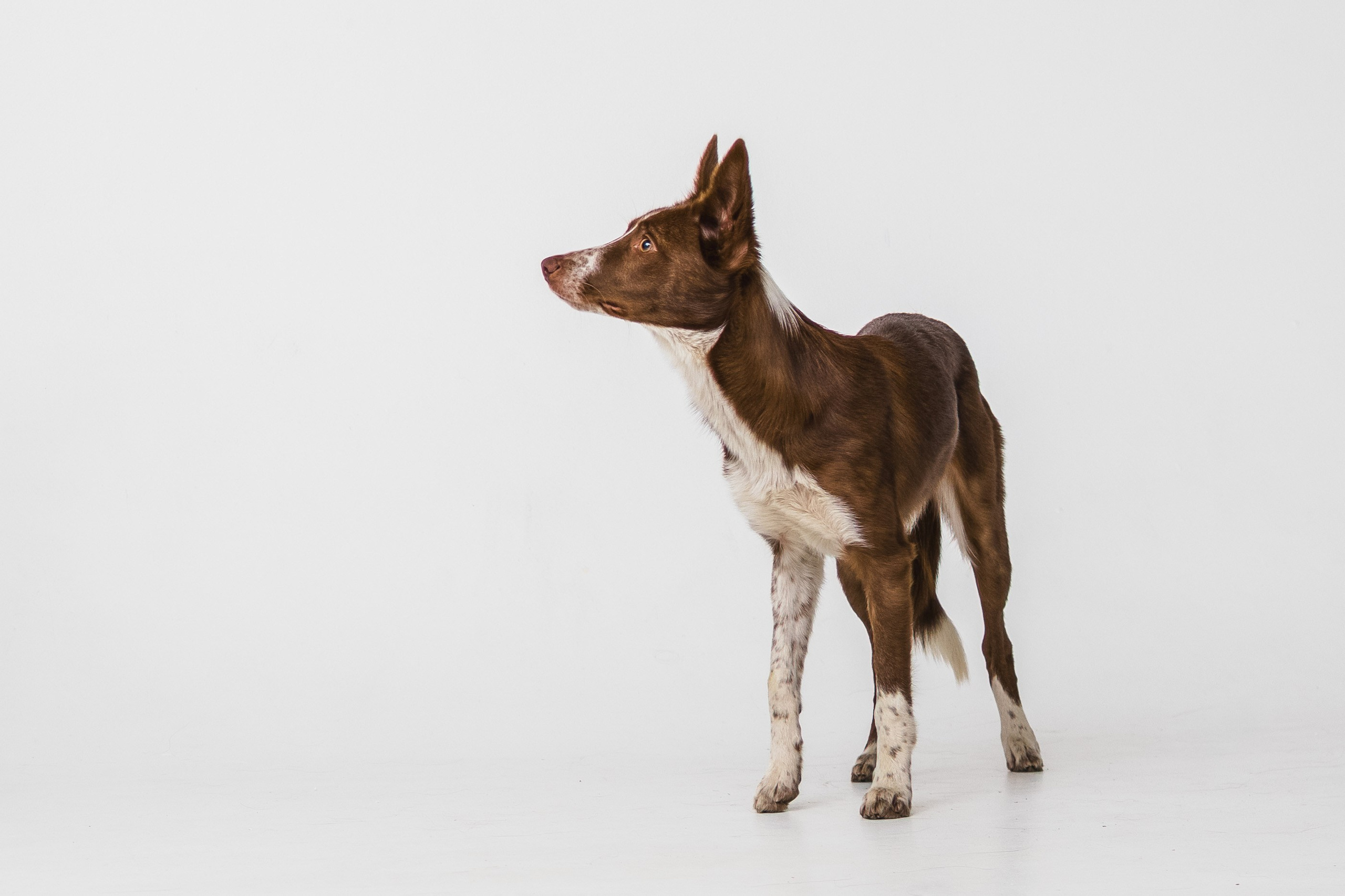 Воркшоп по импульсному свету