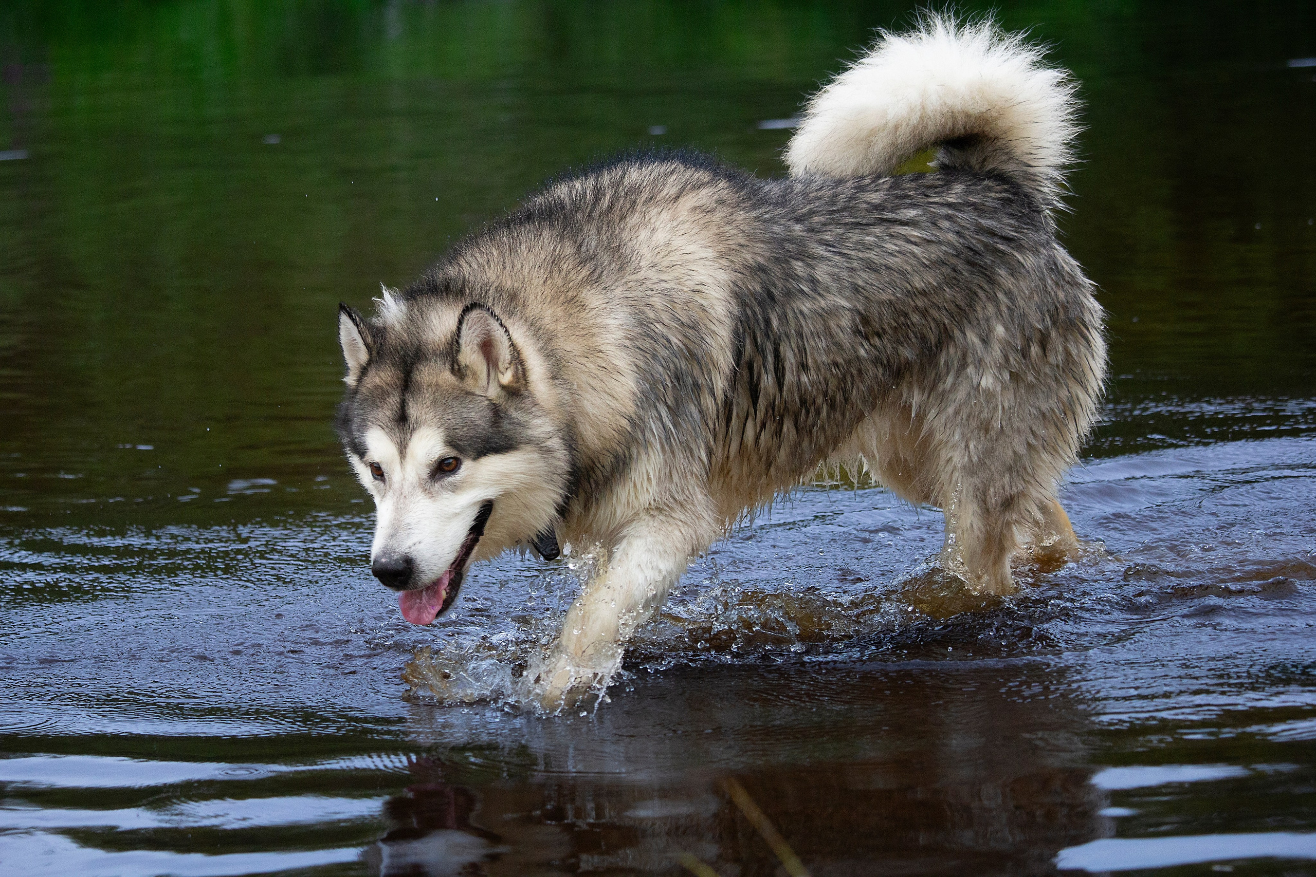 Мои маламуты.Тесей. Лев Постнов.Фотограф. Нижний Новгород
