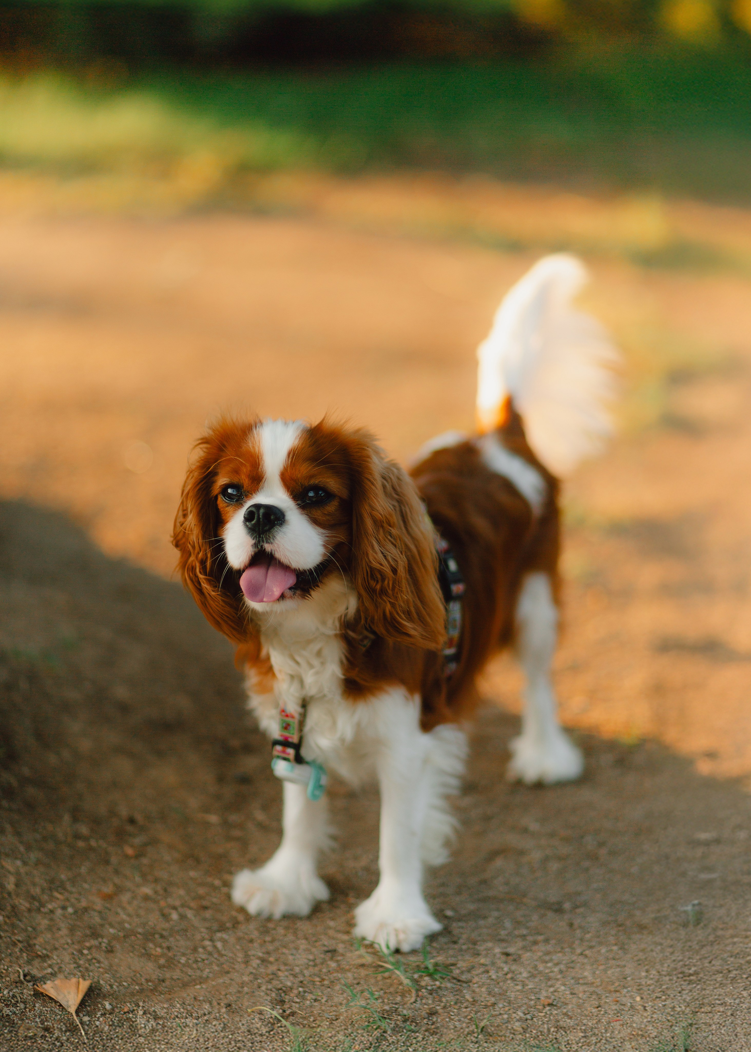 Ksenya & Her Loyal Jam. Barbara Isaeva