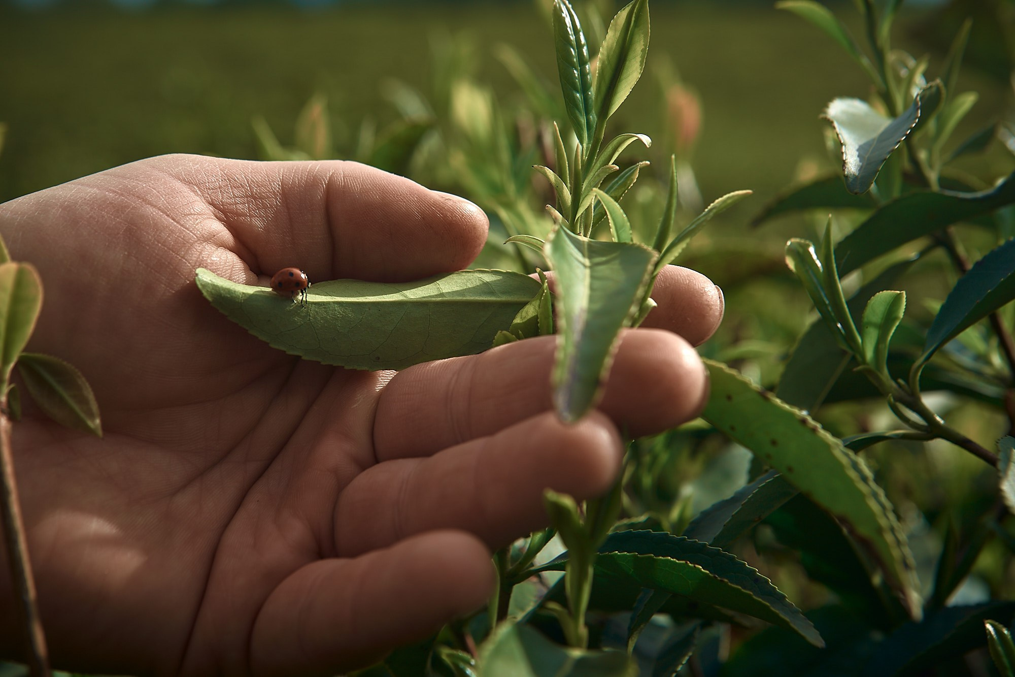 Краснодарский чай. Фотограф и оператор мероприятий, концертов и портретов в городе Москва