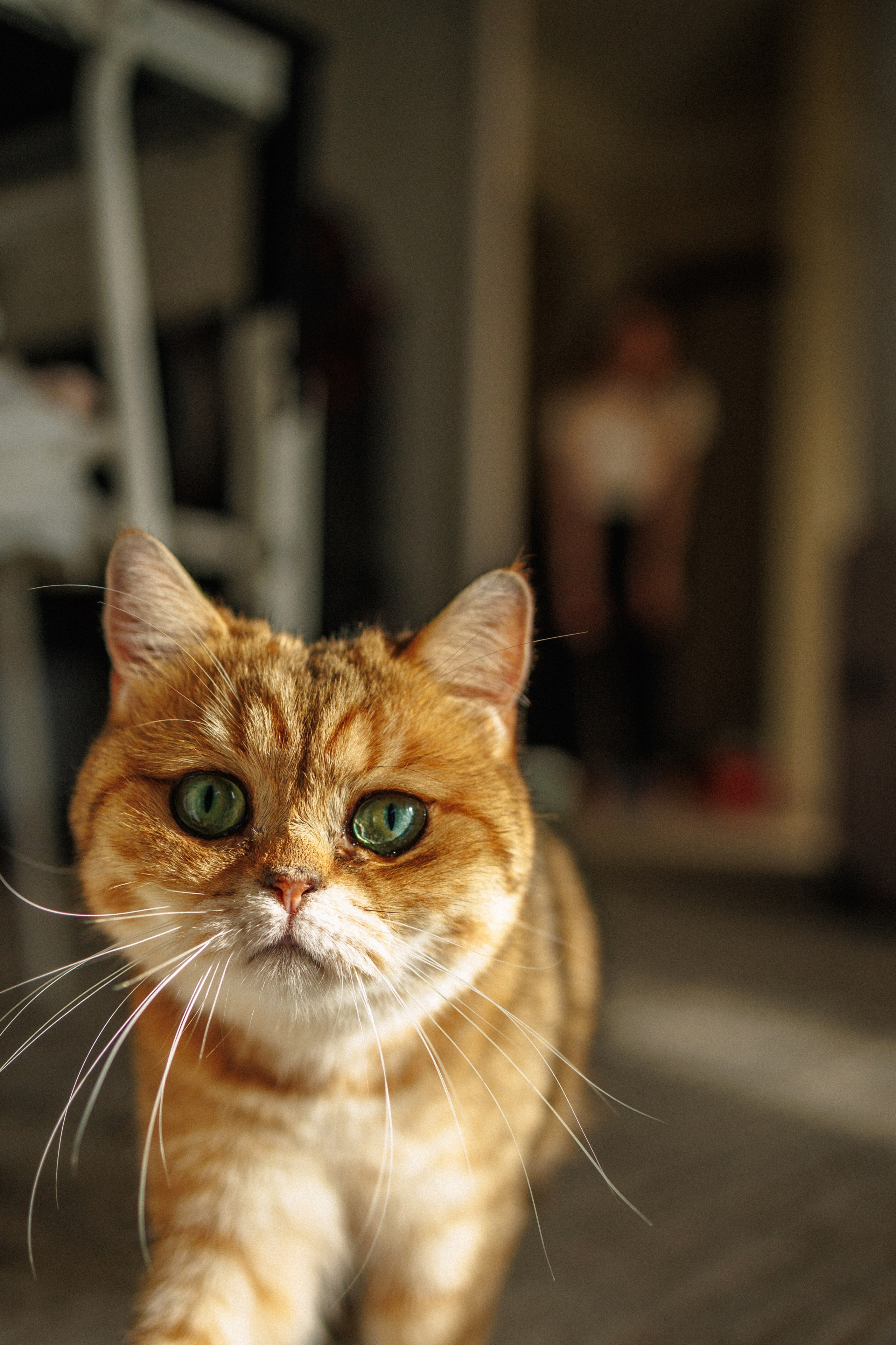 Тихон и его семья. Фотограф в Санкт-Петербурге Алёна Губинская