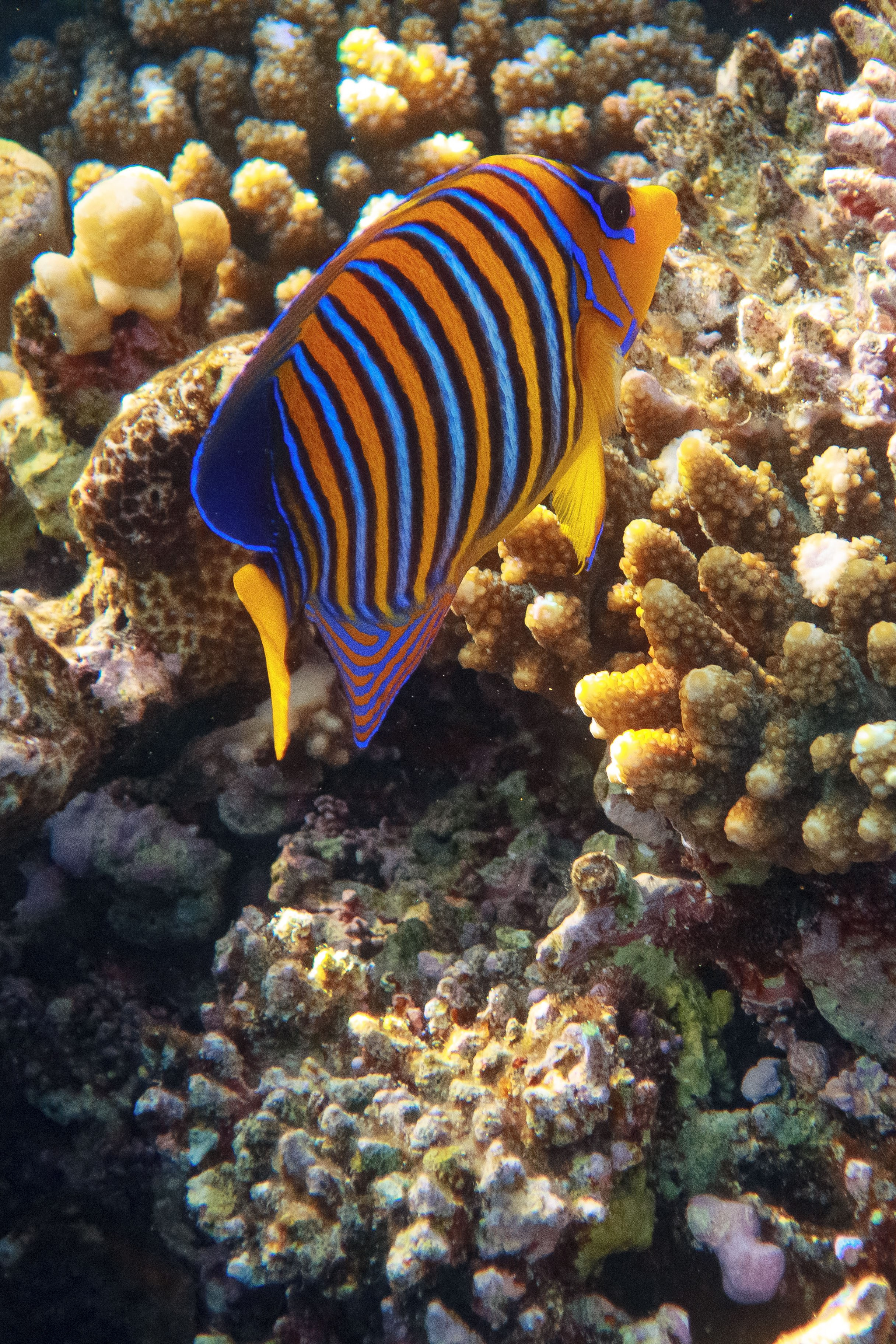 Fish. Фотограф Светлана Голицына