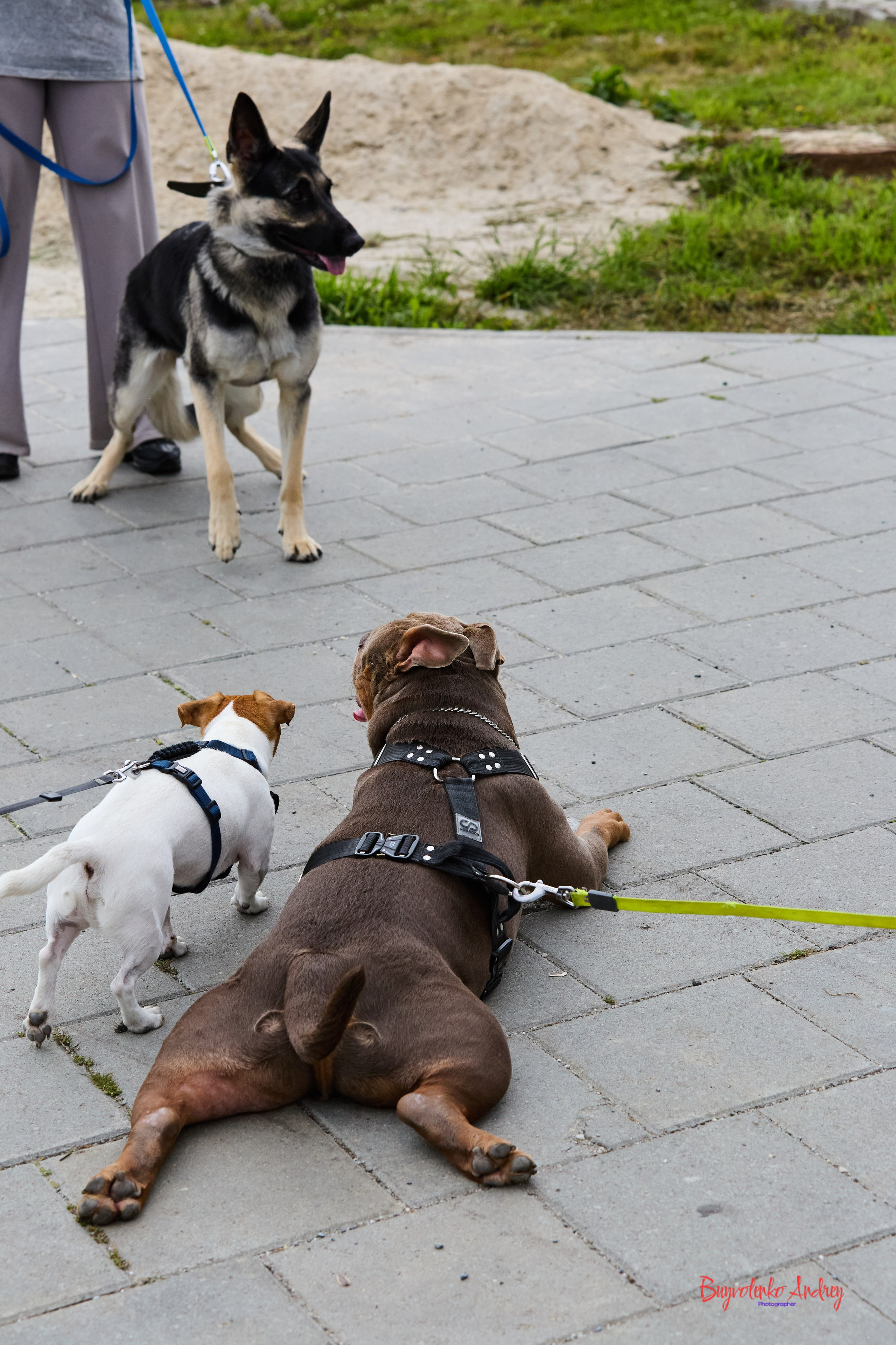 Проект фотопрогулка с хвостиком. Buyvolenko Andrey