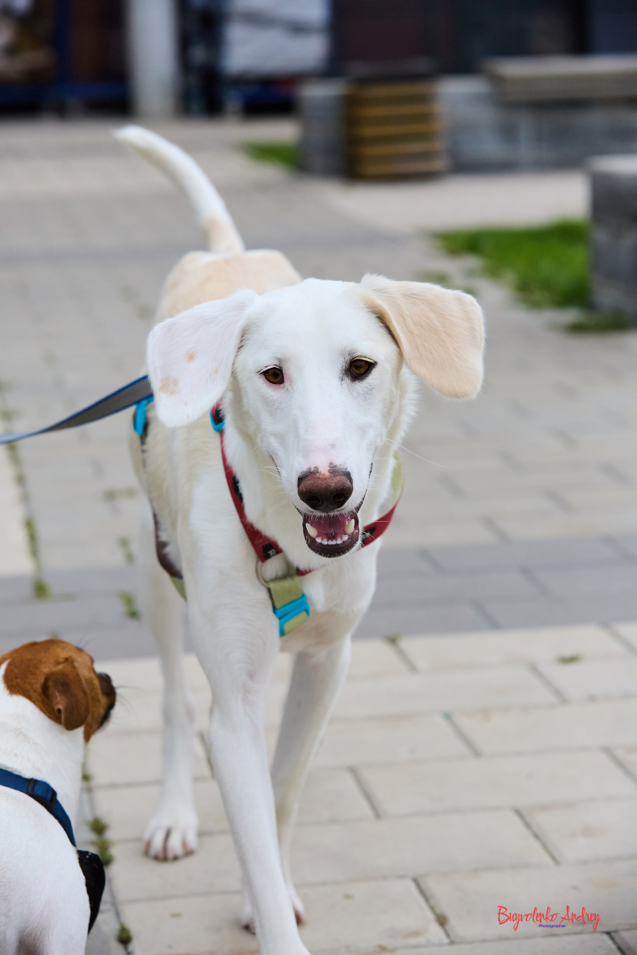 Проект фотопрогулка с хвостиком. Buyvolenko Andrey