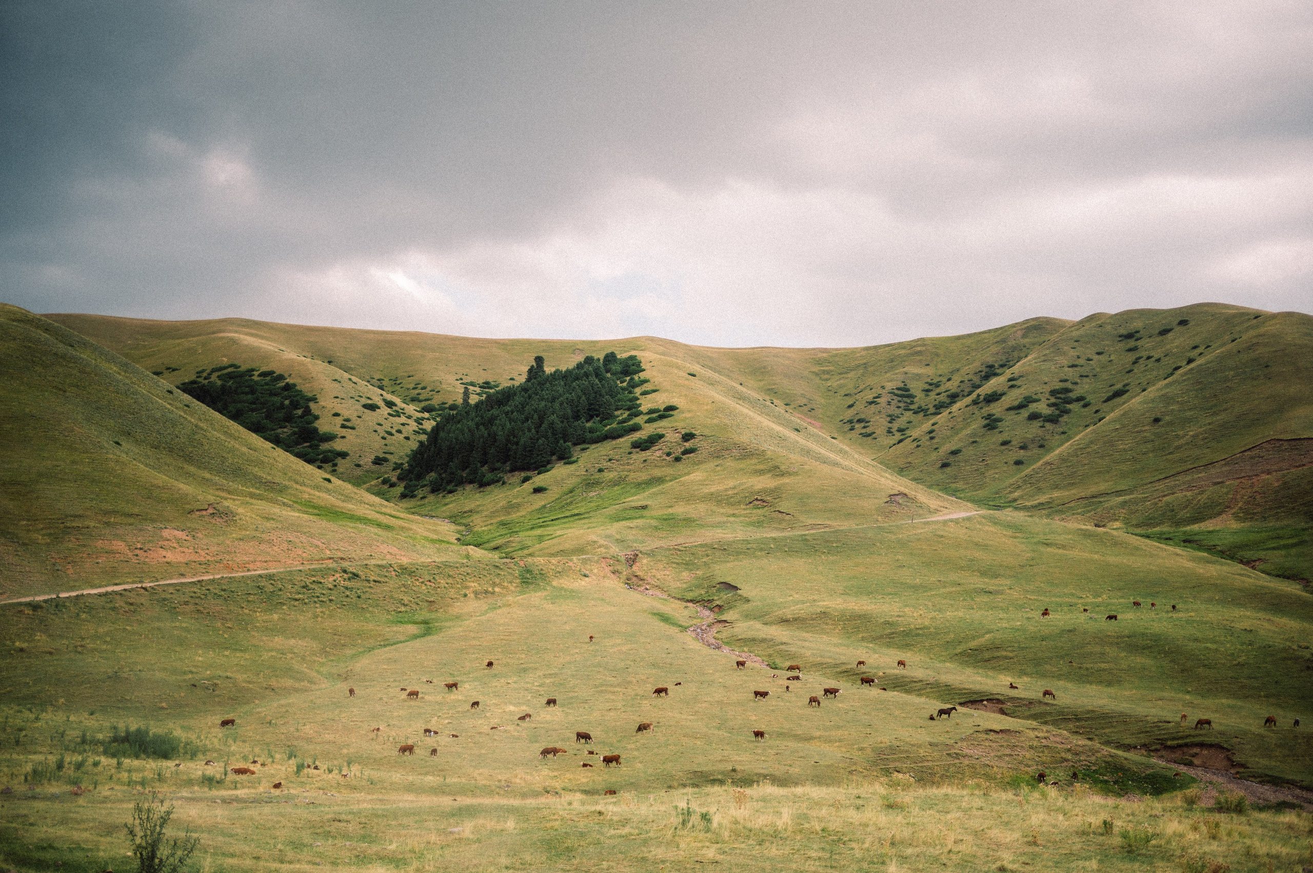 Плато Ассы: июль 2025. Фотограф в Алматы — Дарья Фёдорова