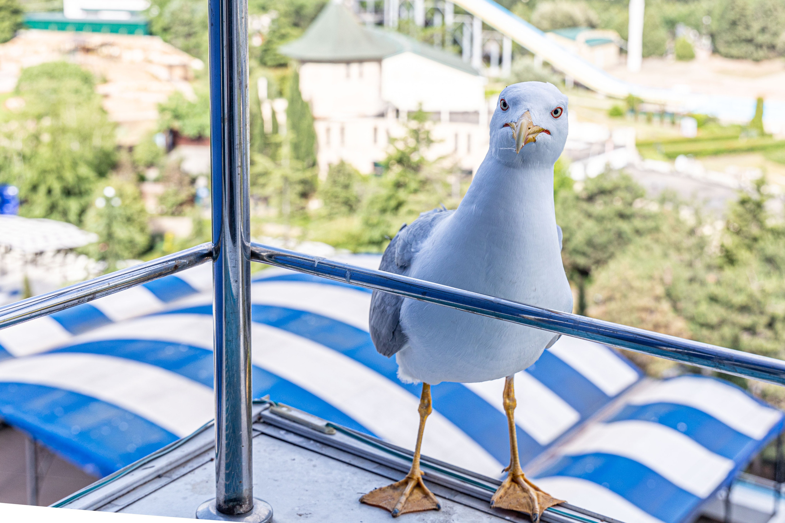 Фотограф Татьяна Марсуверских г. Жуковский, Москва и Мо. Репортажные съёмки, фотосессии,  фотограф анималист, фотосъёмка животных. Фотограф для маркетплейсов, фотоуслуги в Жуковском Татьяна Марсуверских
