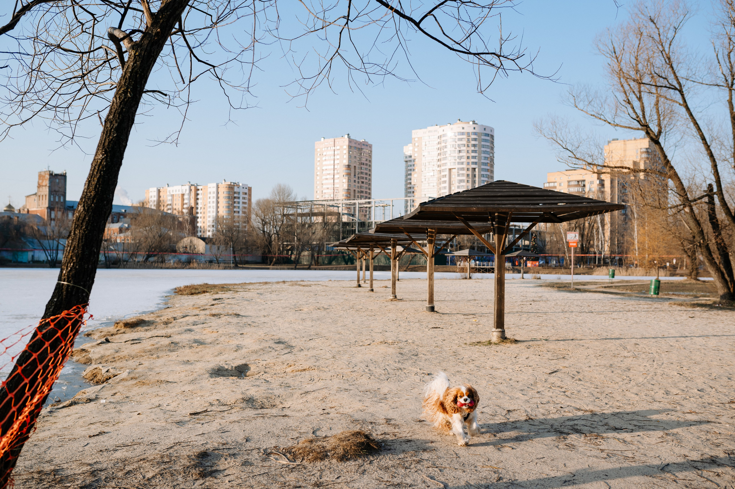 Лена и Арчи. Фотограф анималист в Москве Ольга Агушева