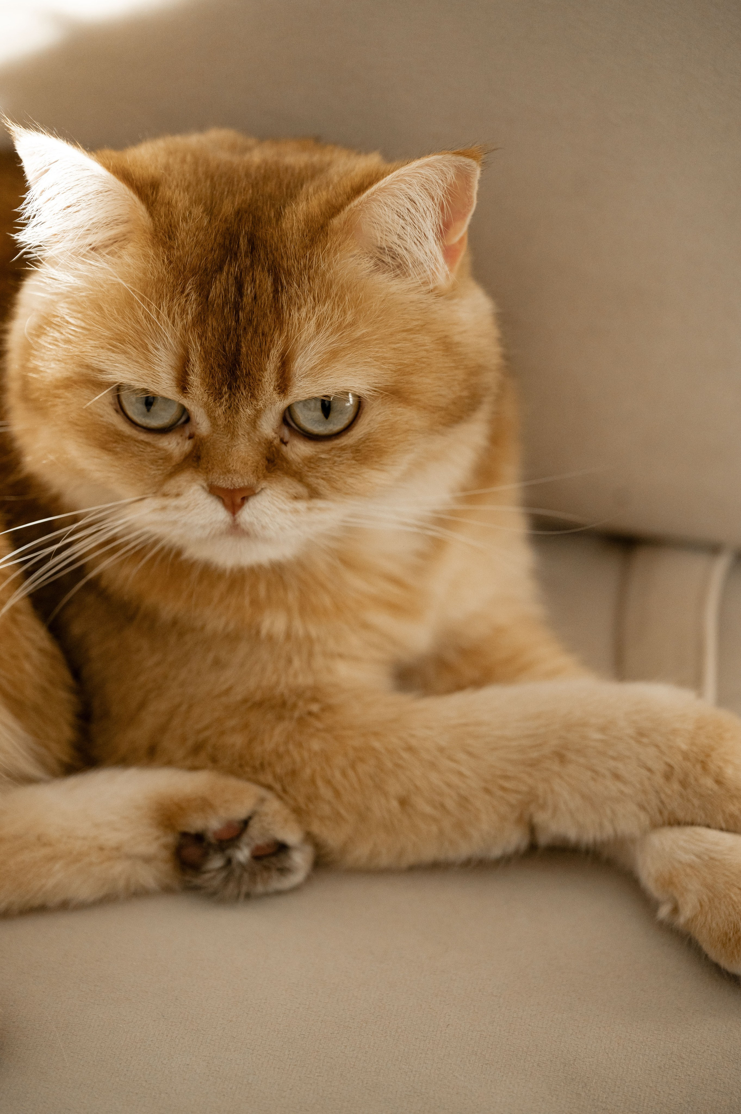 Домашняя семейная съемка. Фотограф беременности и семьи, домашние съемки, Ньюборн