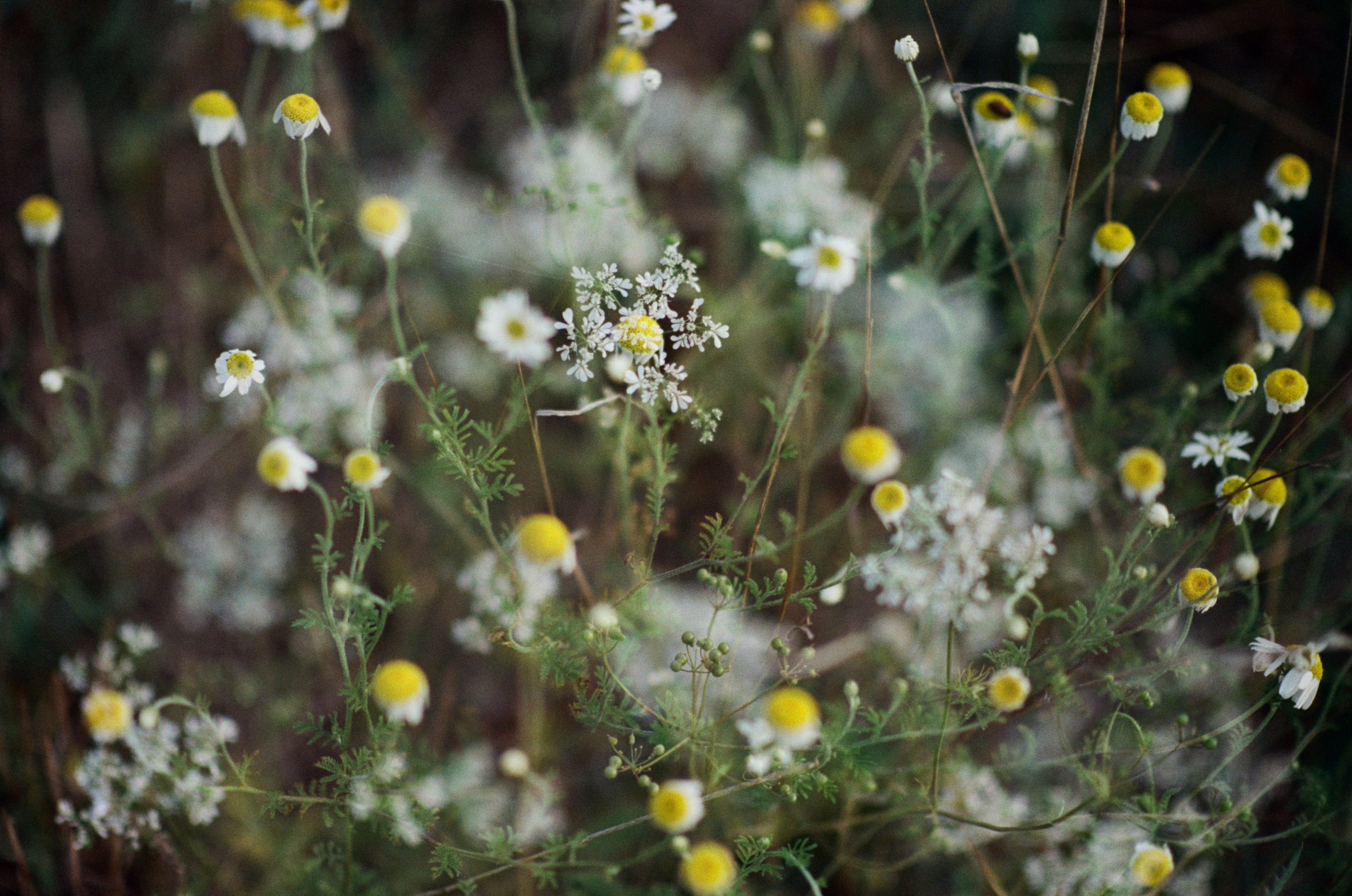 Silver strings // ukraine, crimea V. EVER EXPOSED