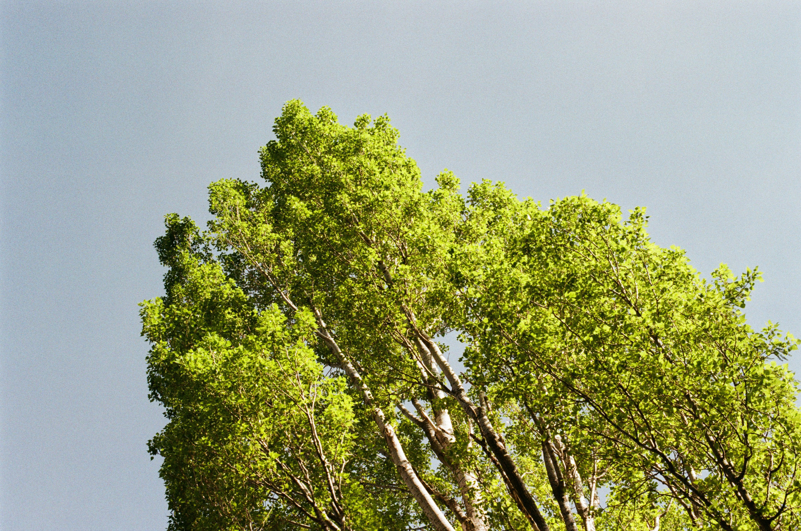 Silver strings // ukraine, crimea II. EVER EXPOSED
