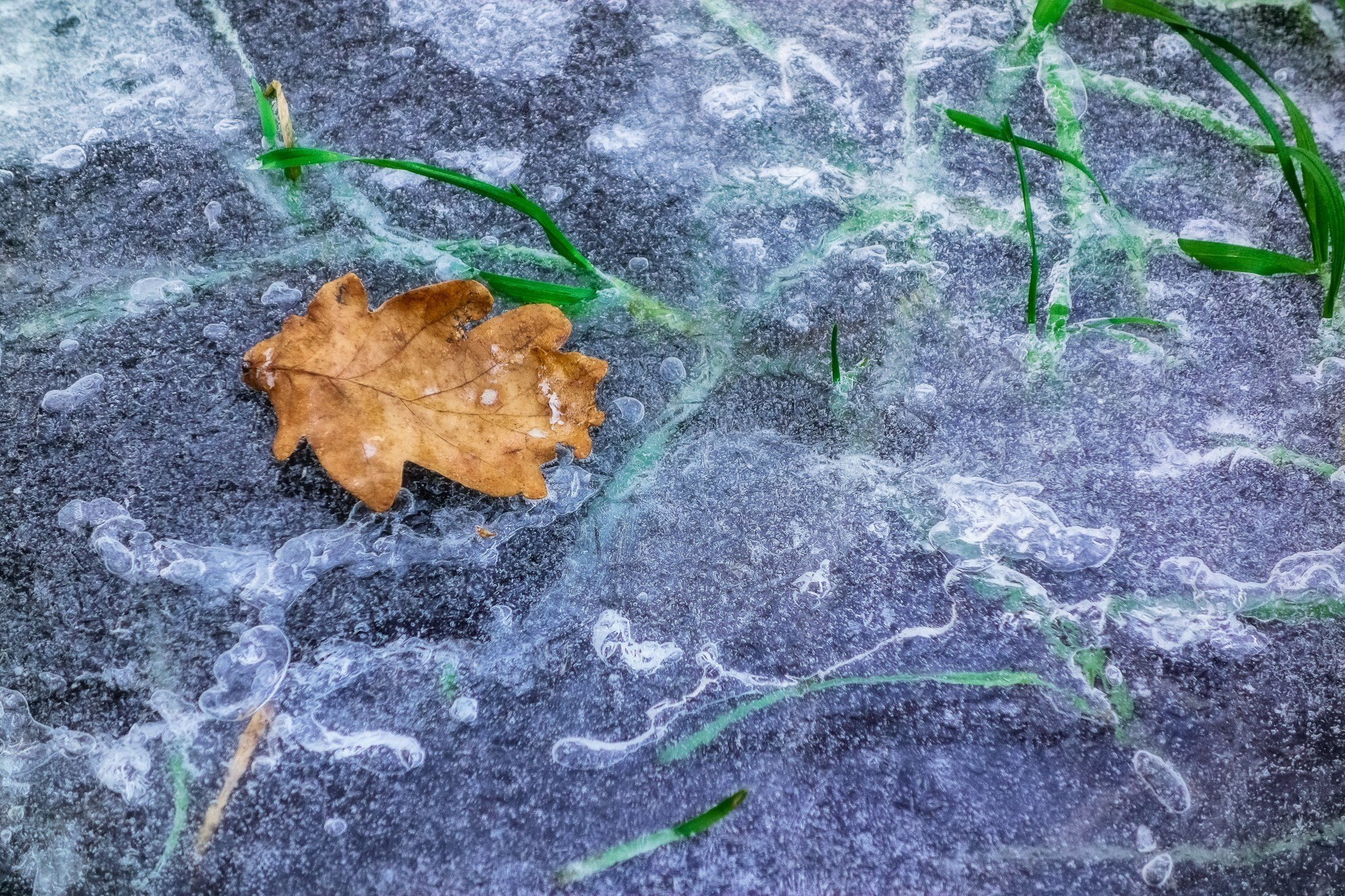 Упавший жёлтый лист на водоёме, покрытом первым льдом.