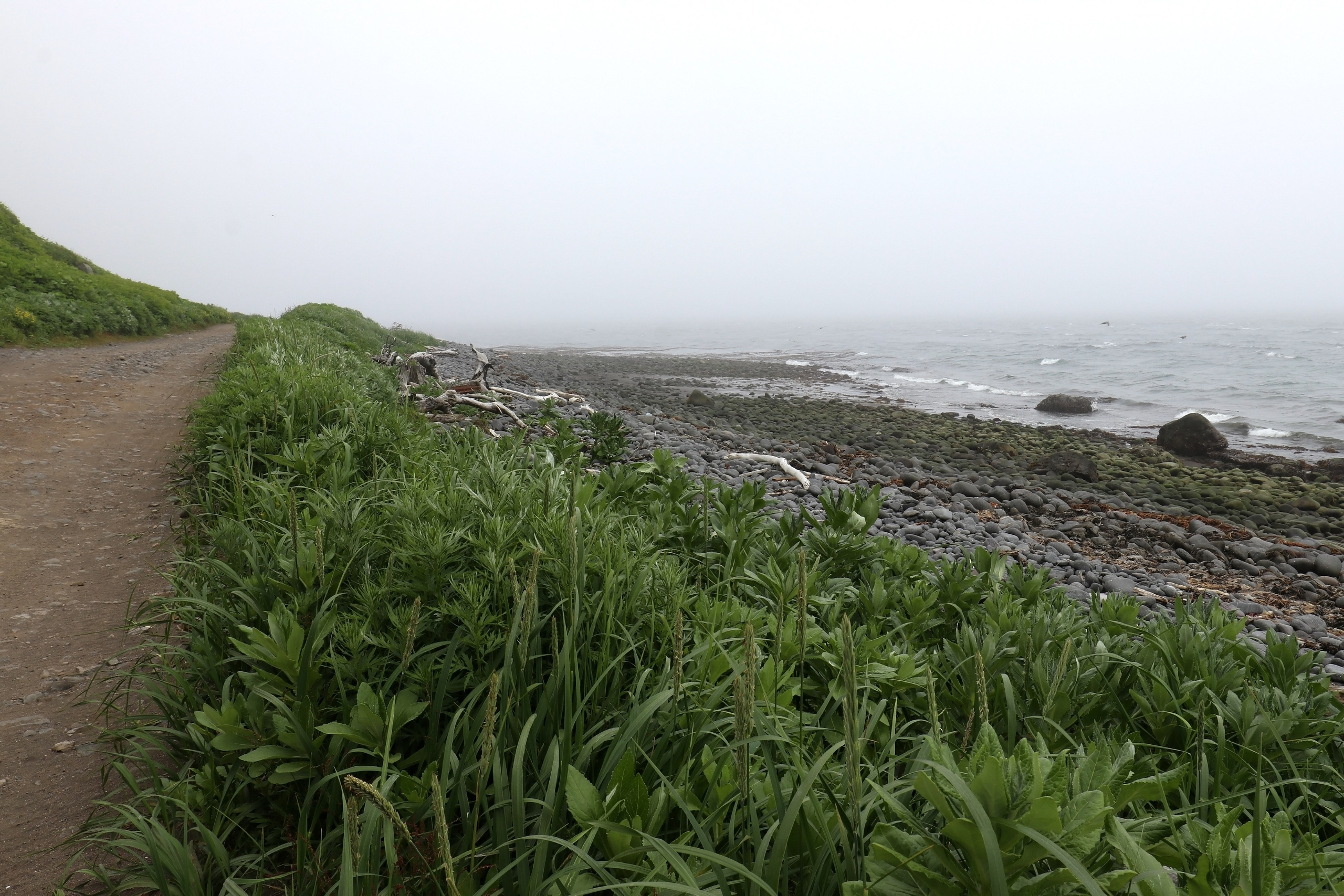 Камчатка и о. Парамушир. Июль 2024. Путешественник-фотограф из Санкт-Петербурга Татьяна Свистулина