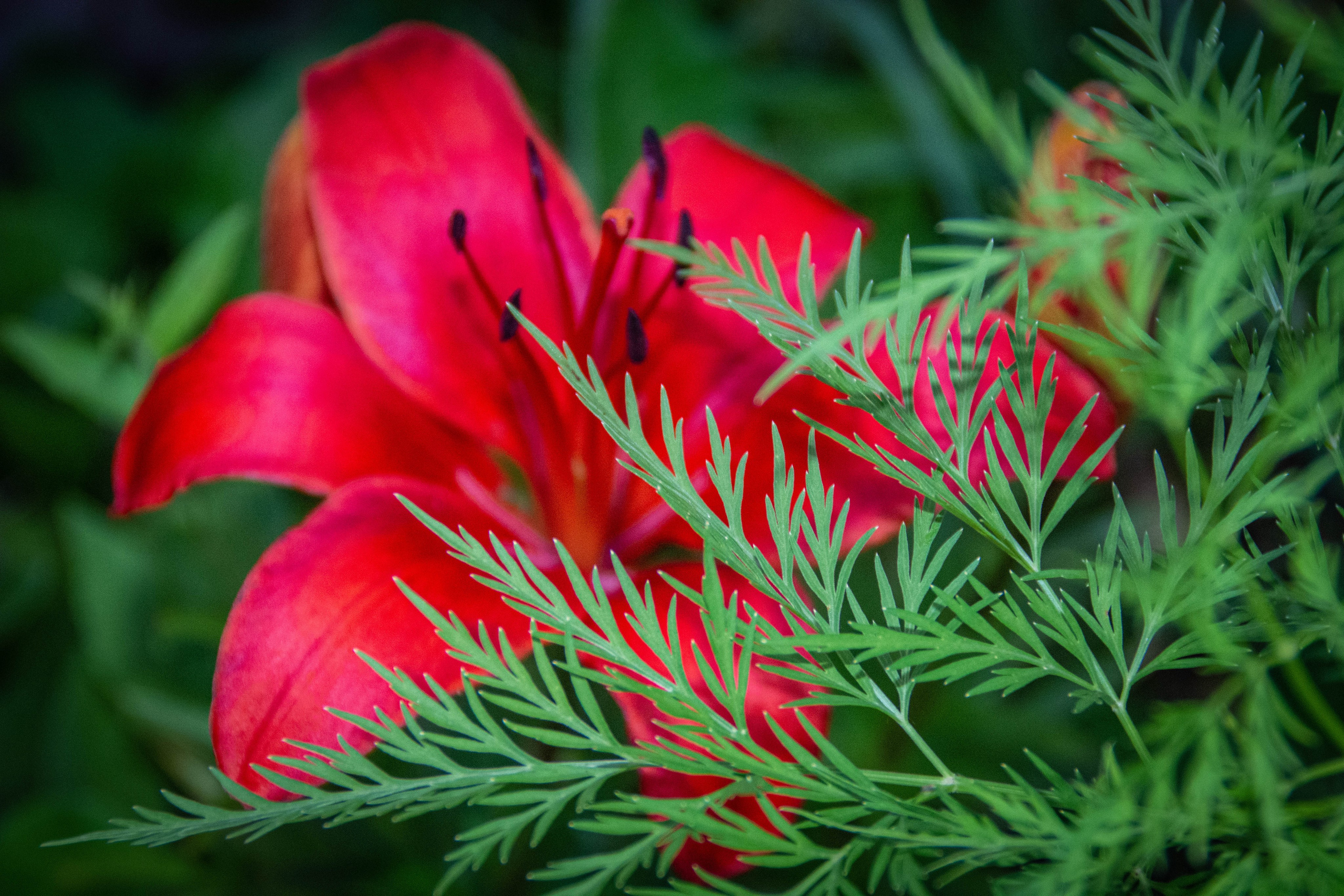 Природа в фотографии, взгляд на прекрасное через объектив фотоаппарата. Елена Волкова семейный фотограф в станице Гостагаевской города-курорта Анапа