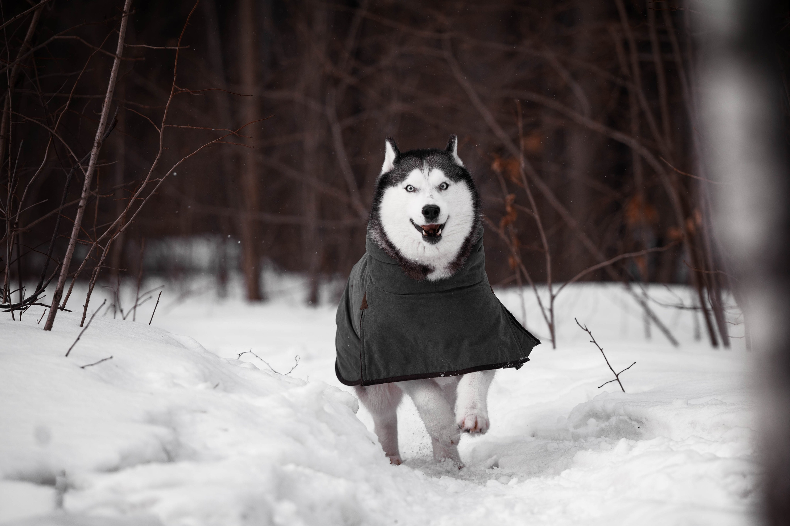 Шанель. Фотограф-анималист