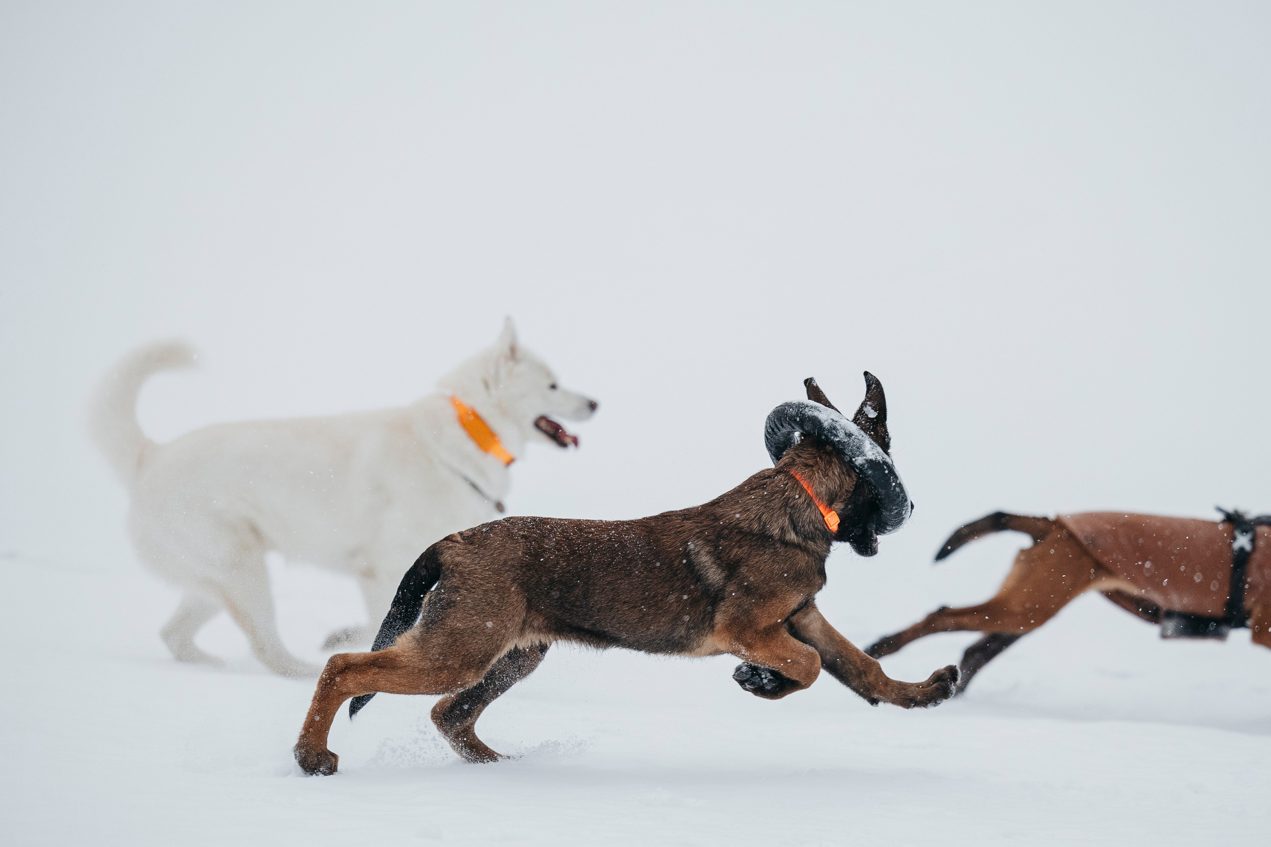 Карьер. Фотограф-анималист Анна Маринич