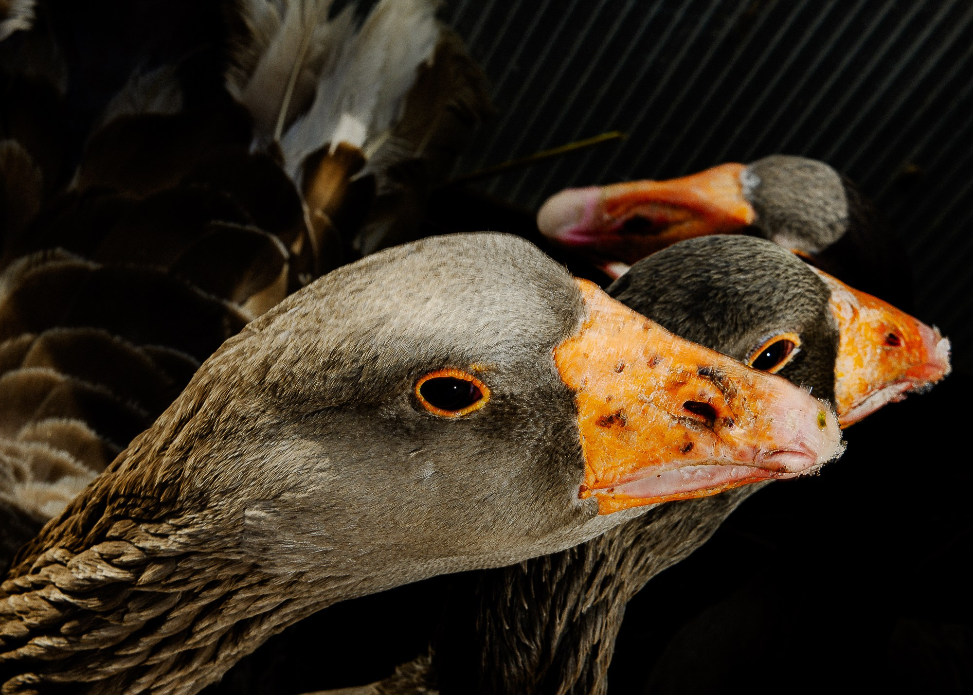 Масленица в Суздале
