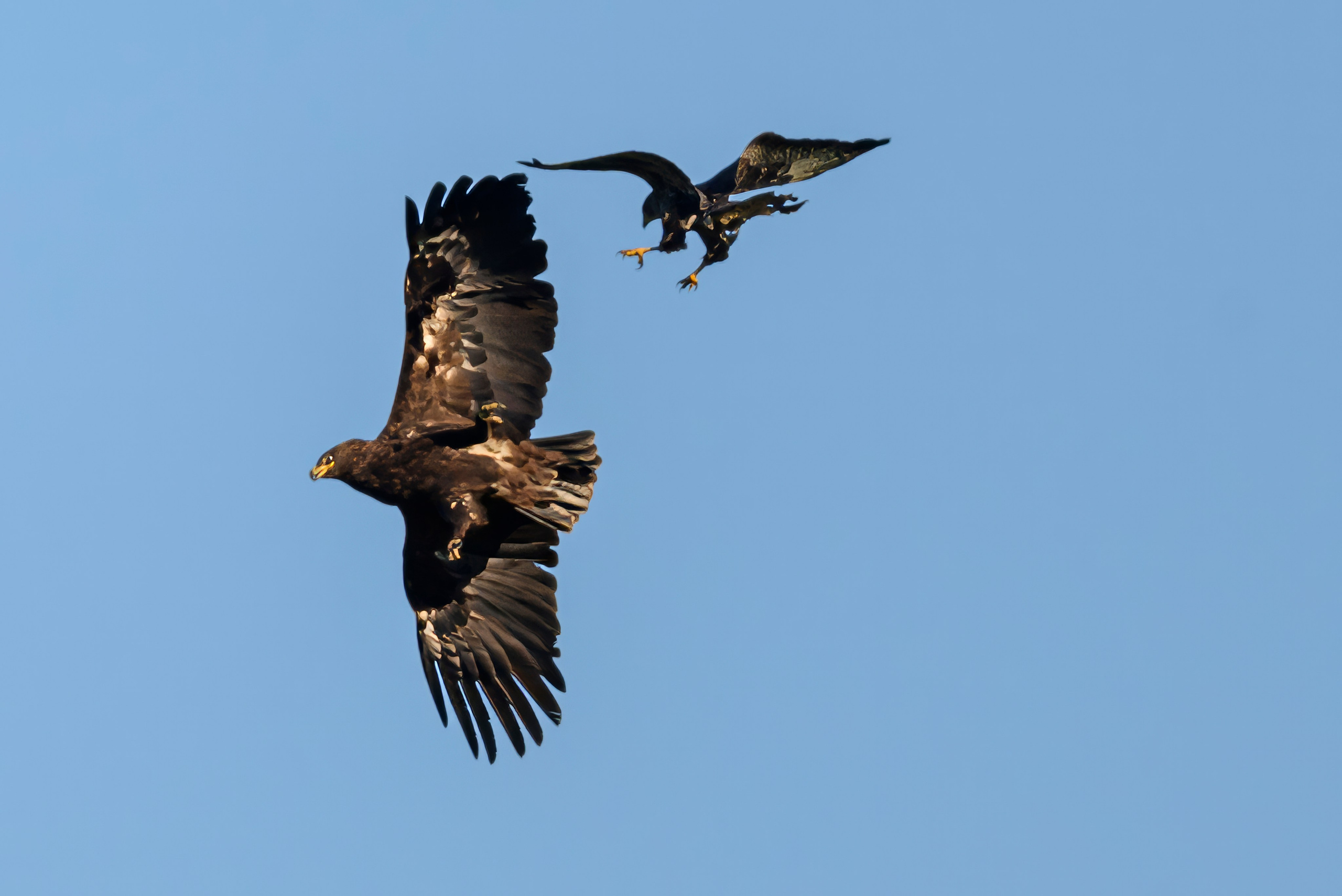 Журавлей спугнули. The cranes were scared away. Фотограф Сергей Пупонин