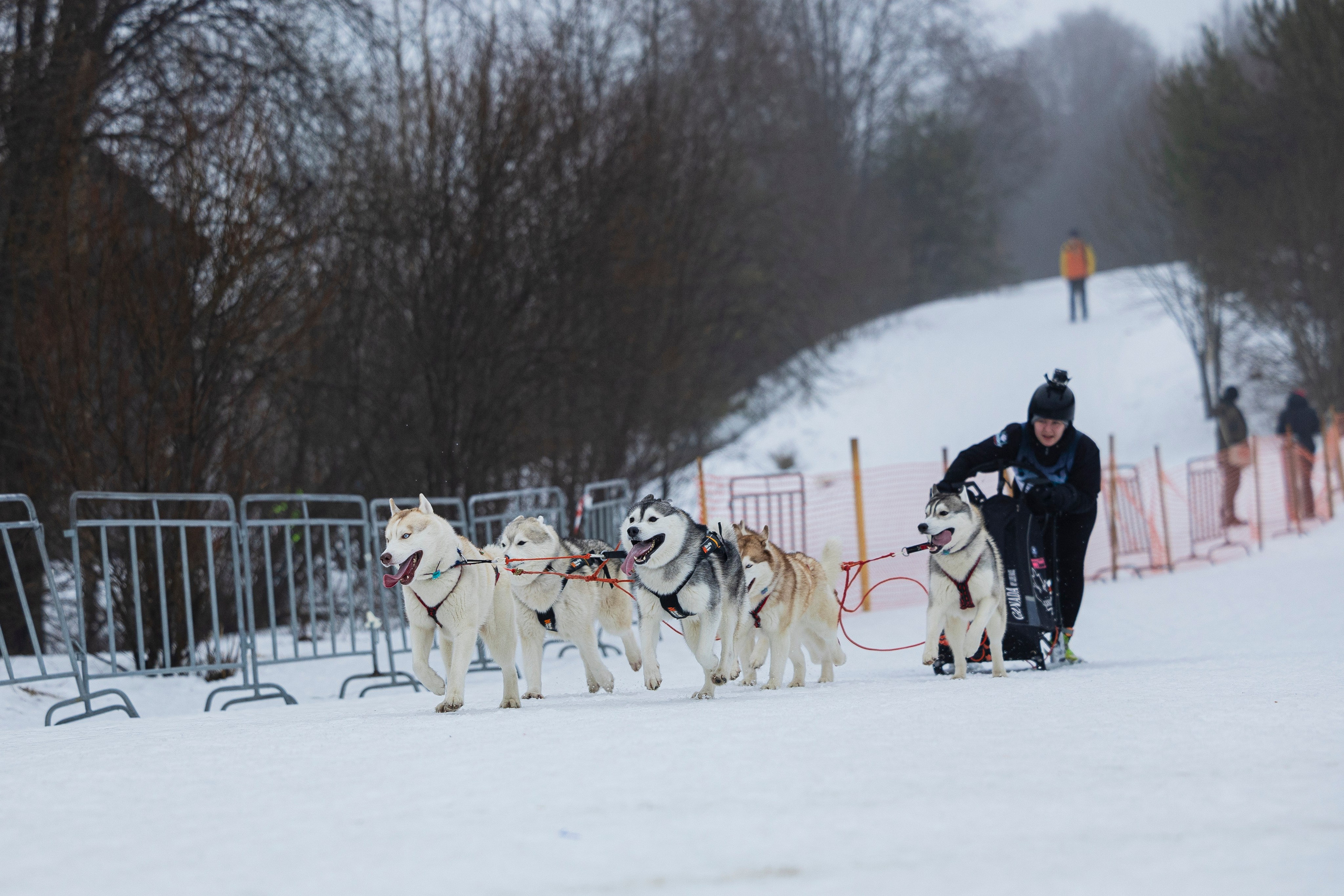 Зимний Чемпионат Санкт-Петербурга по ездовому спорту. Фотограф-анималист Анна Маринич