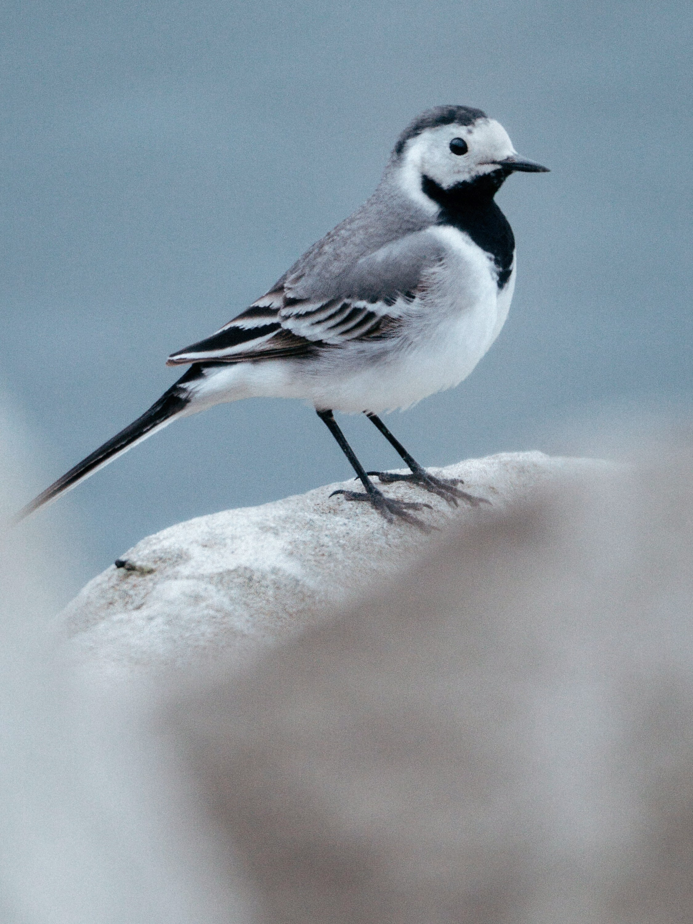 Birds. Андрей Сливенко. Свадебный фотограф в Волгодонске и Ростове-на-Дону