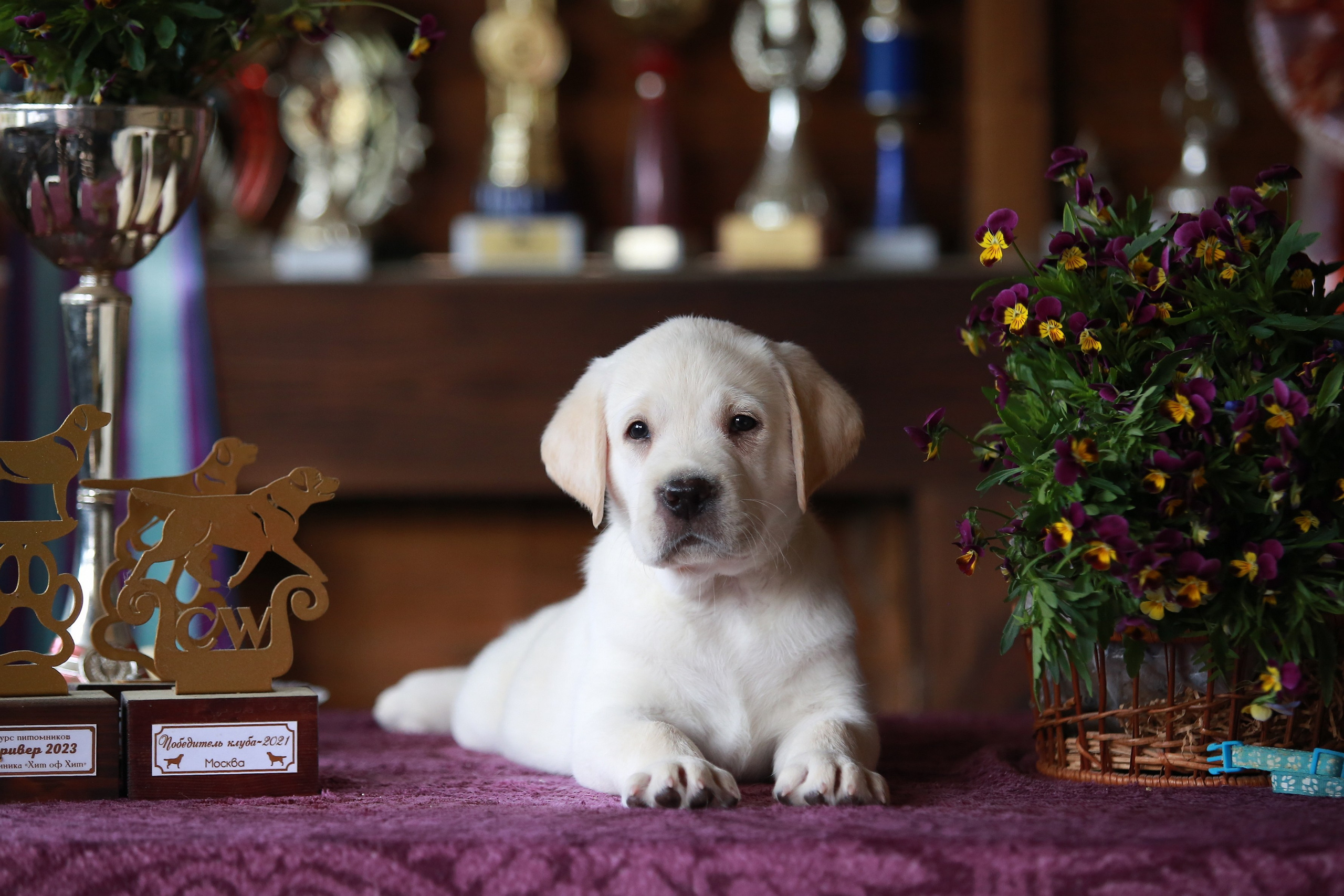 Щенки. Семейный и детский фотограф в Москве Мария Быкова