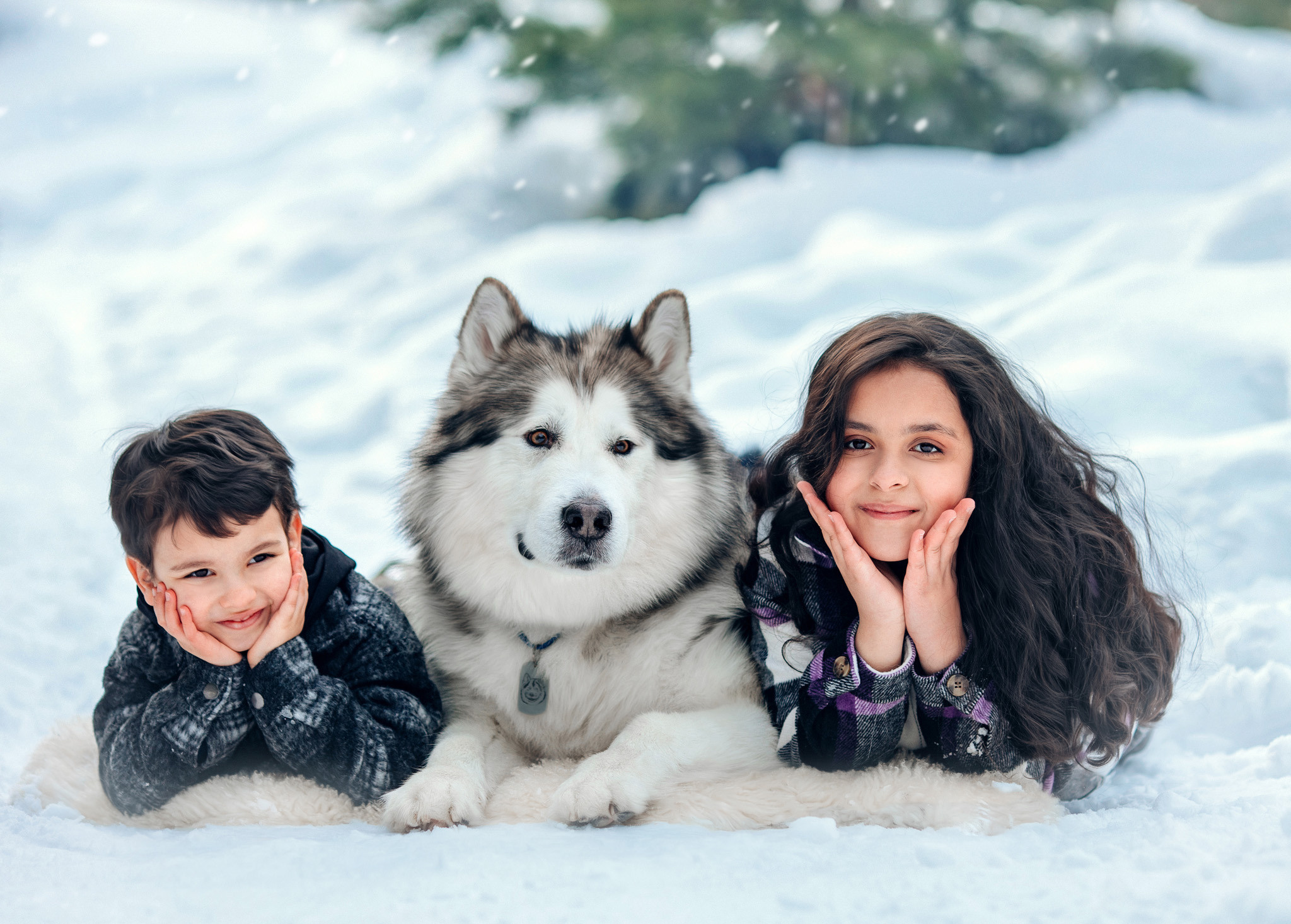 Фотосессия с маламутом Феней. Детский и семейный фотограф с животными в Москве Гурьева Надежда