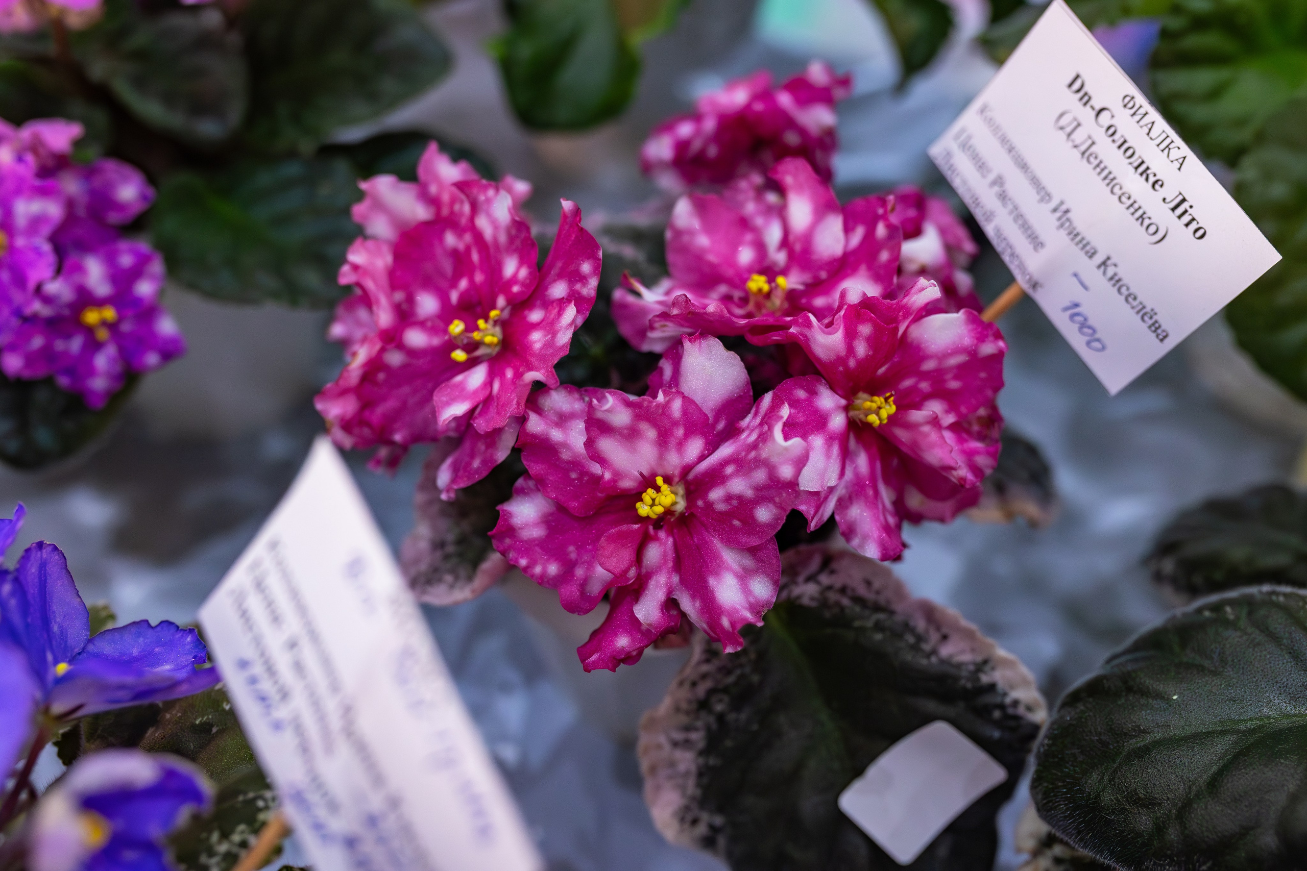 Орхидиум сентябрь 2025. Александра Куликова фотограф, Москва