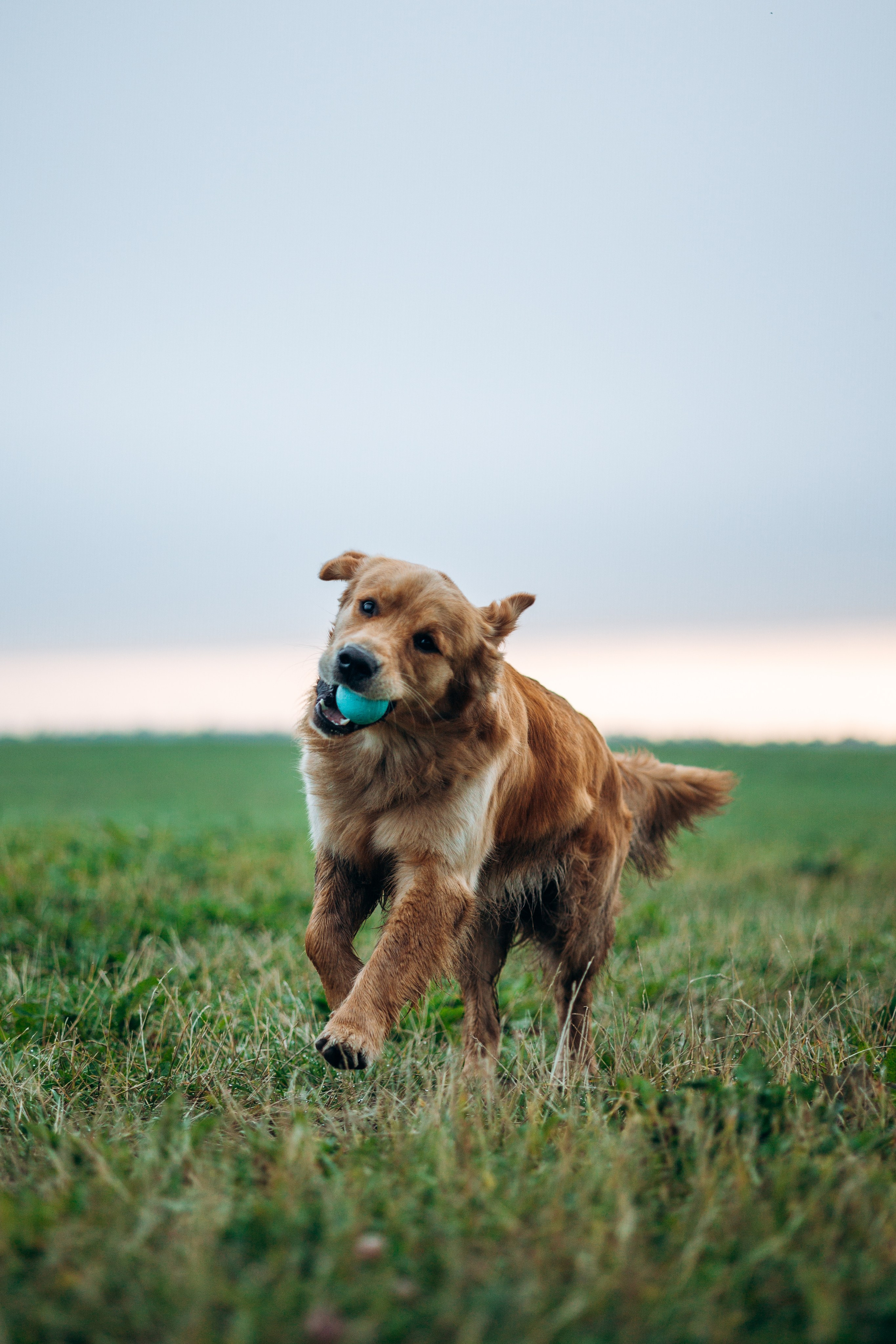 Аня и Ноллан. Фотограф — Анималист | Санкт-Петербург