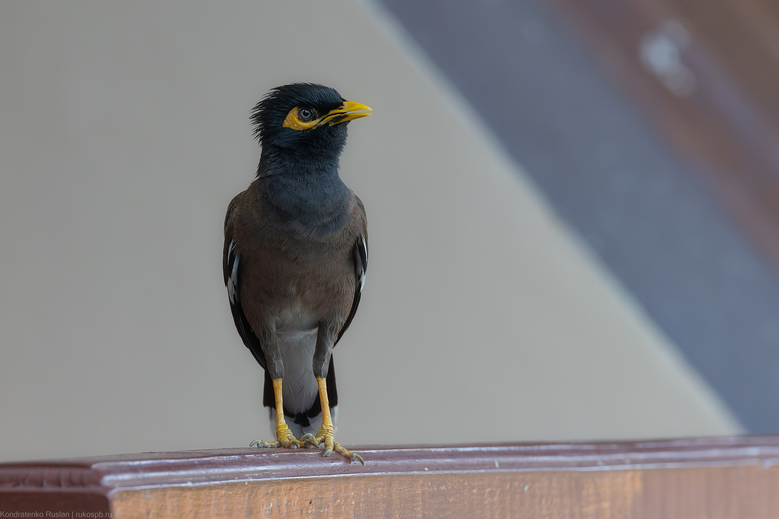 Обыкновенная майна. Архитектурный и пейзажный фотограф Кондратенко Руслан, Санкт-Петербург