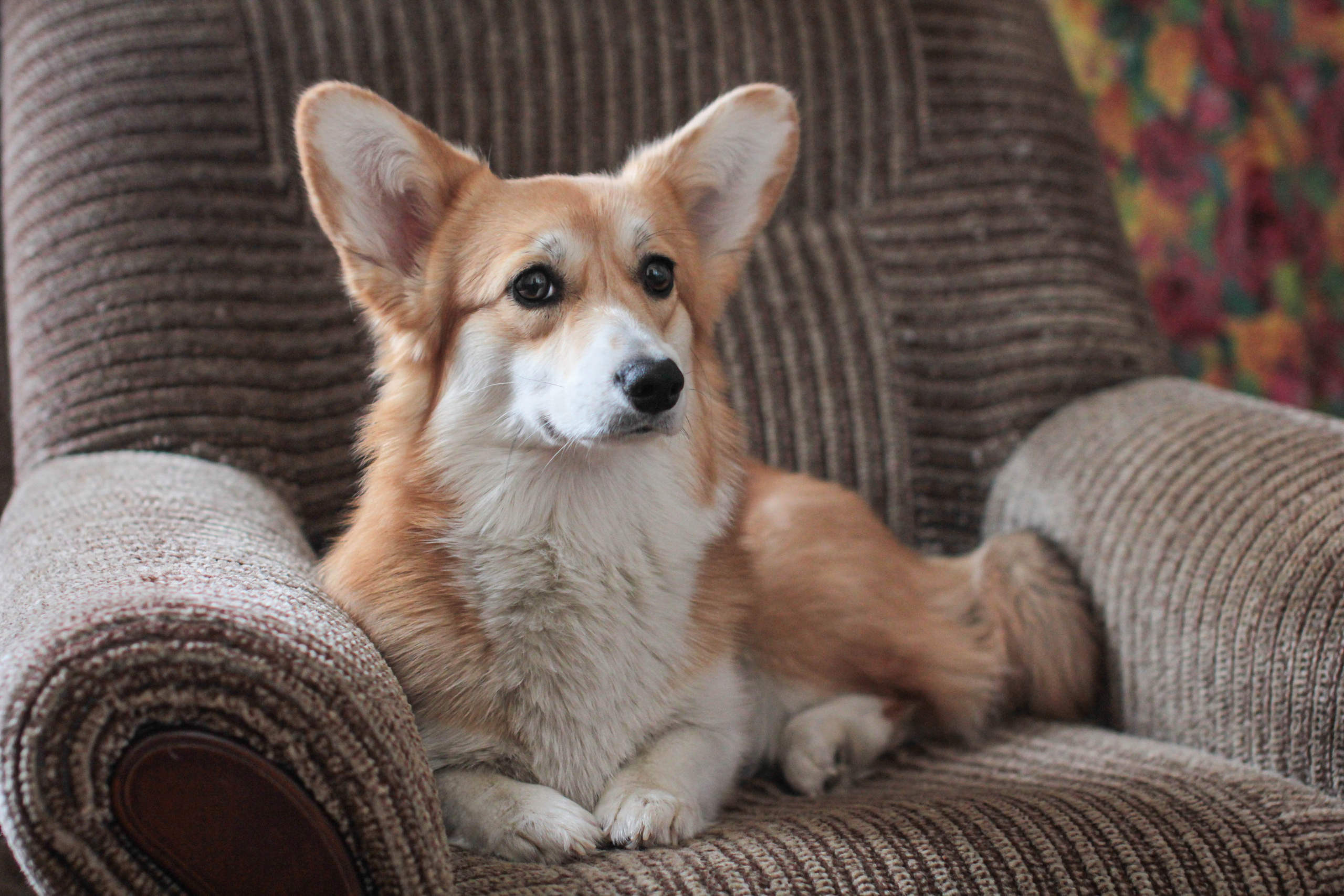Животные. Детский и семейный фотограф в Санкт-Петербуре