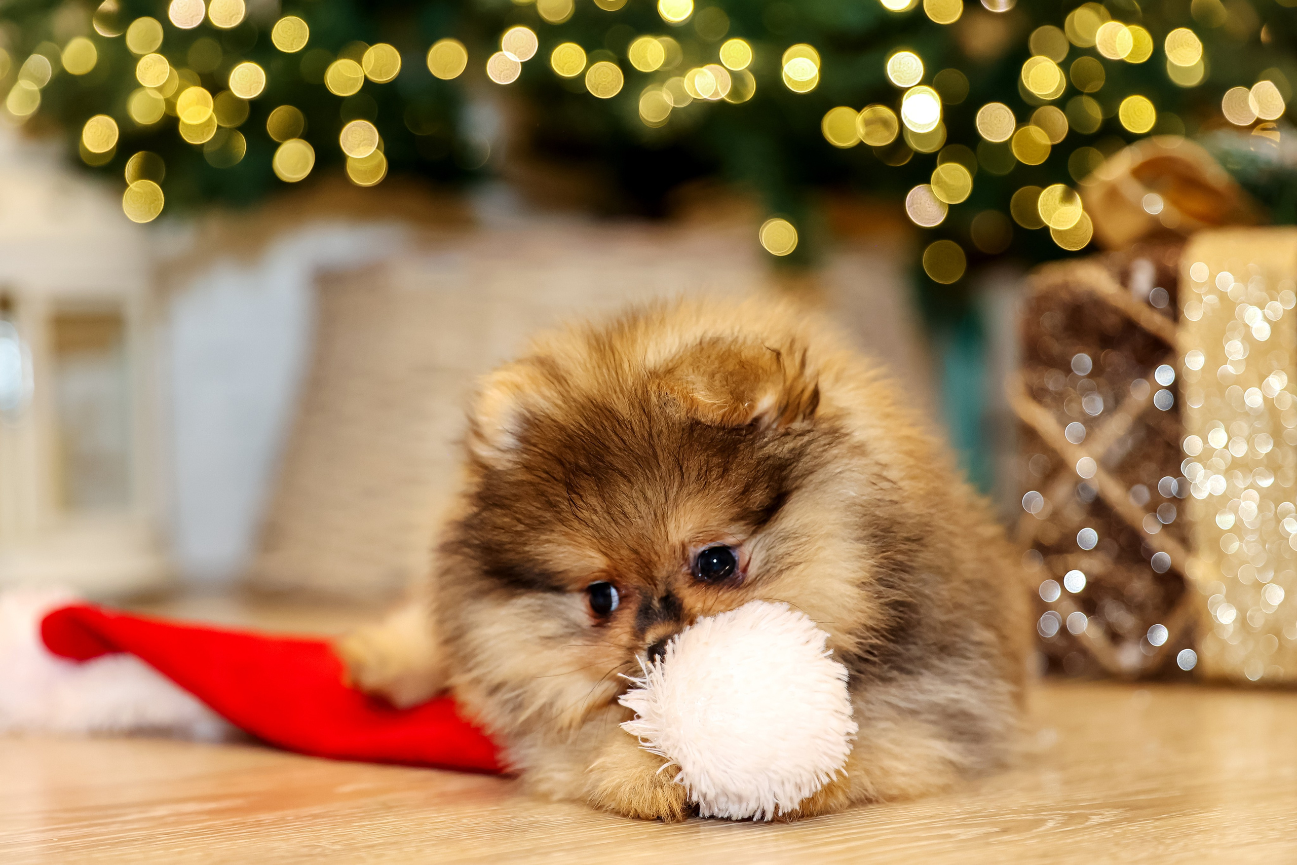 Съемка щенков шпица. Фотограф — Татьяна Кириллова, г. Санкт-Петербург