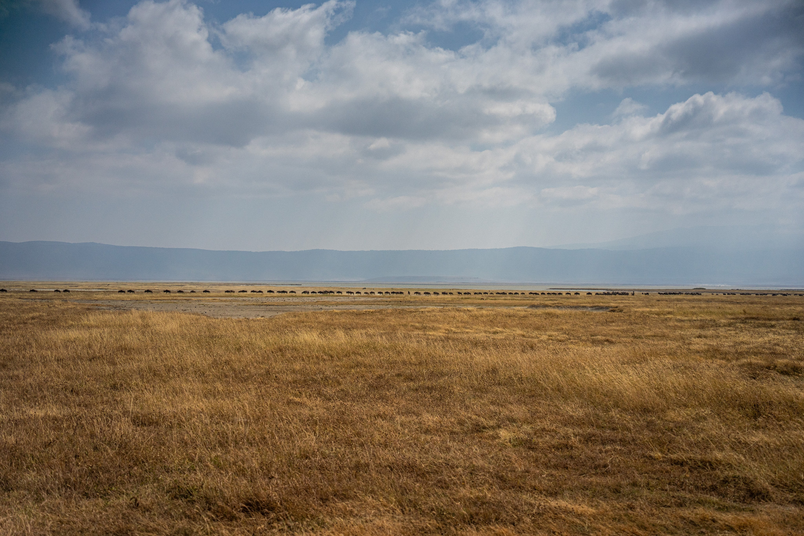 Танзания, сафари, 2025. Творческие сьемки