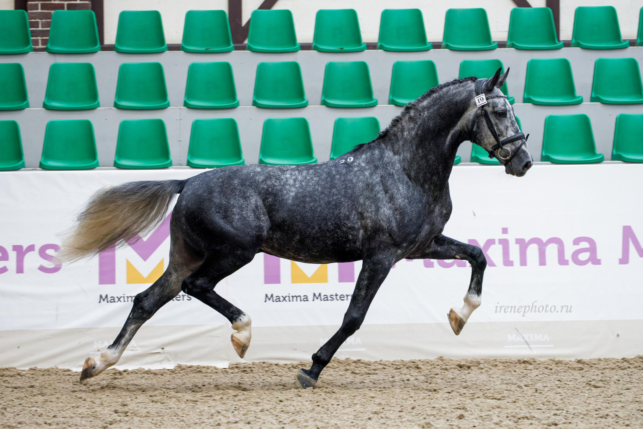 Конная Россия 2024 Оценка двигательных качеств. Irenephoto.ru