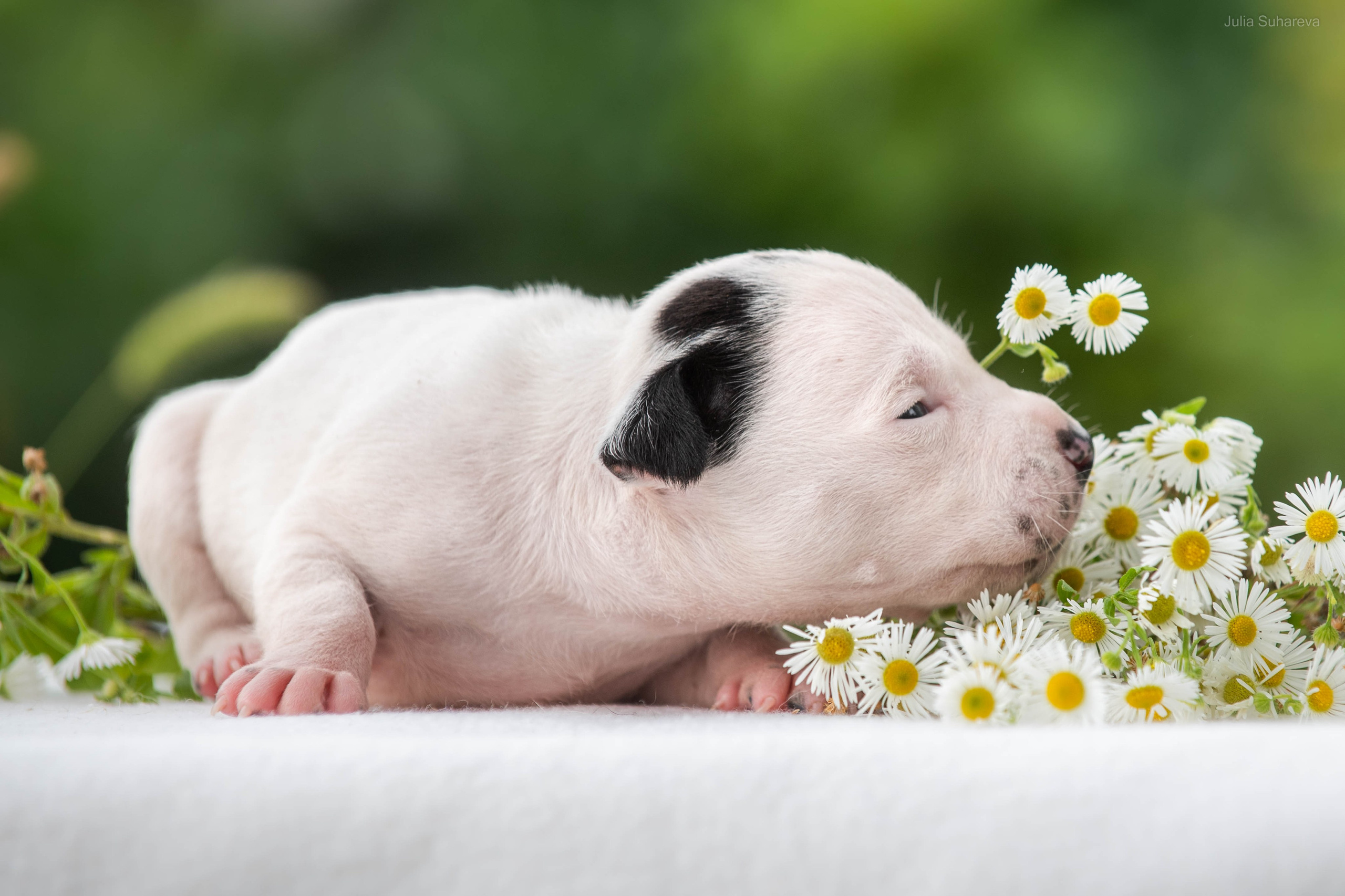 Щенки 2 недели. Главная