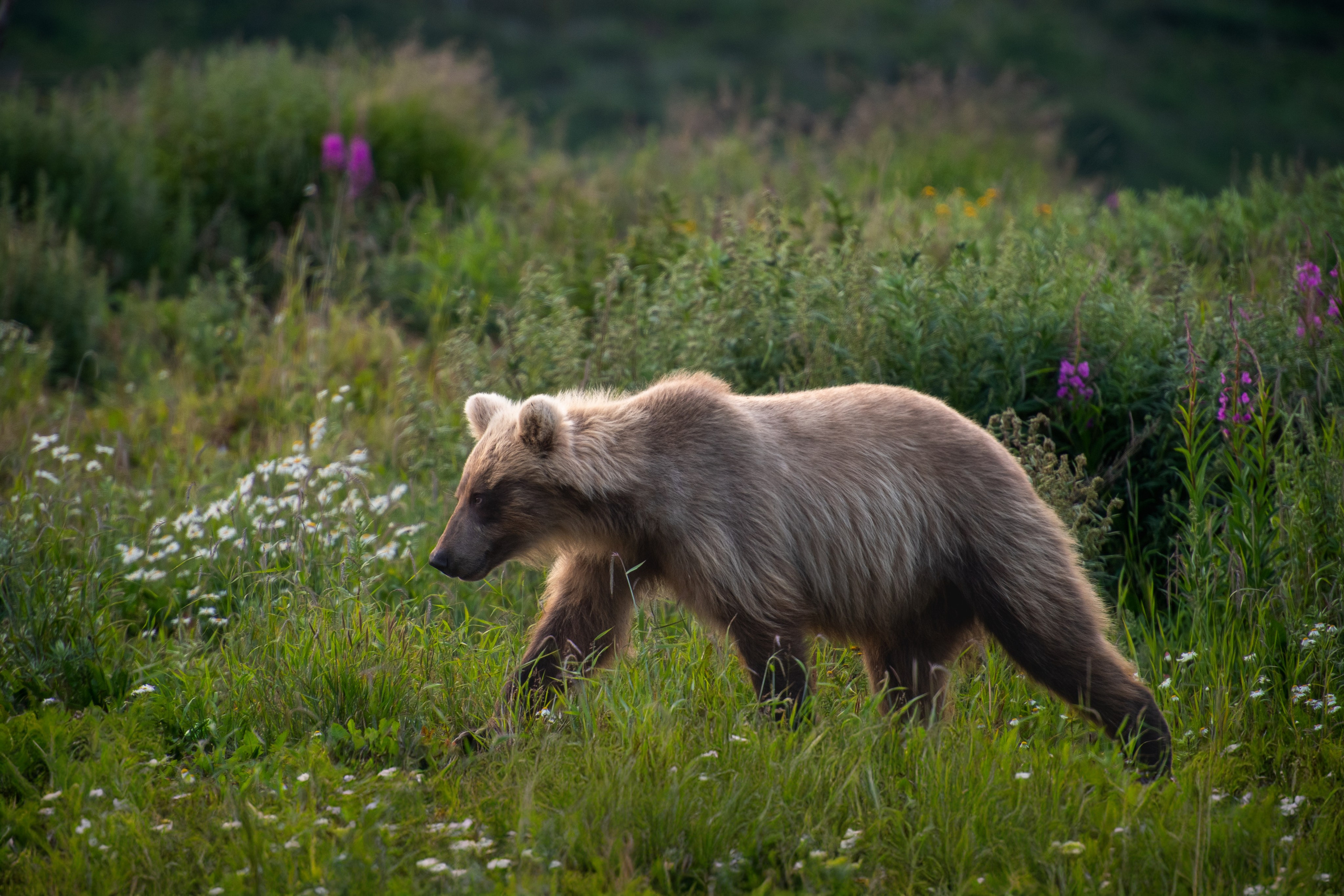 Камчатка. Фотограф в Санкт-Петербурге Вихтинский Николай